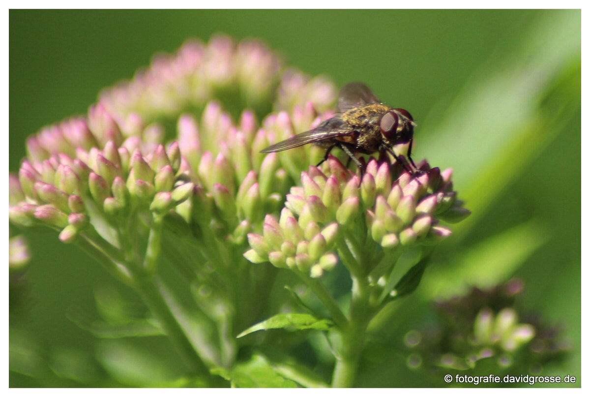 Canon EOS 700D (EOS Rebel T5i / EOS Kiss X7i) + Canon 70-300mm sample photo. Fly on flower one photography