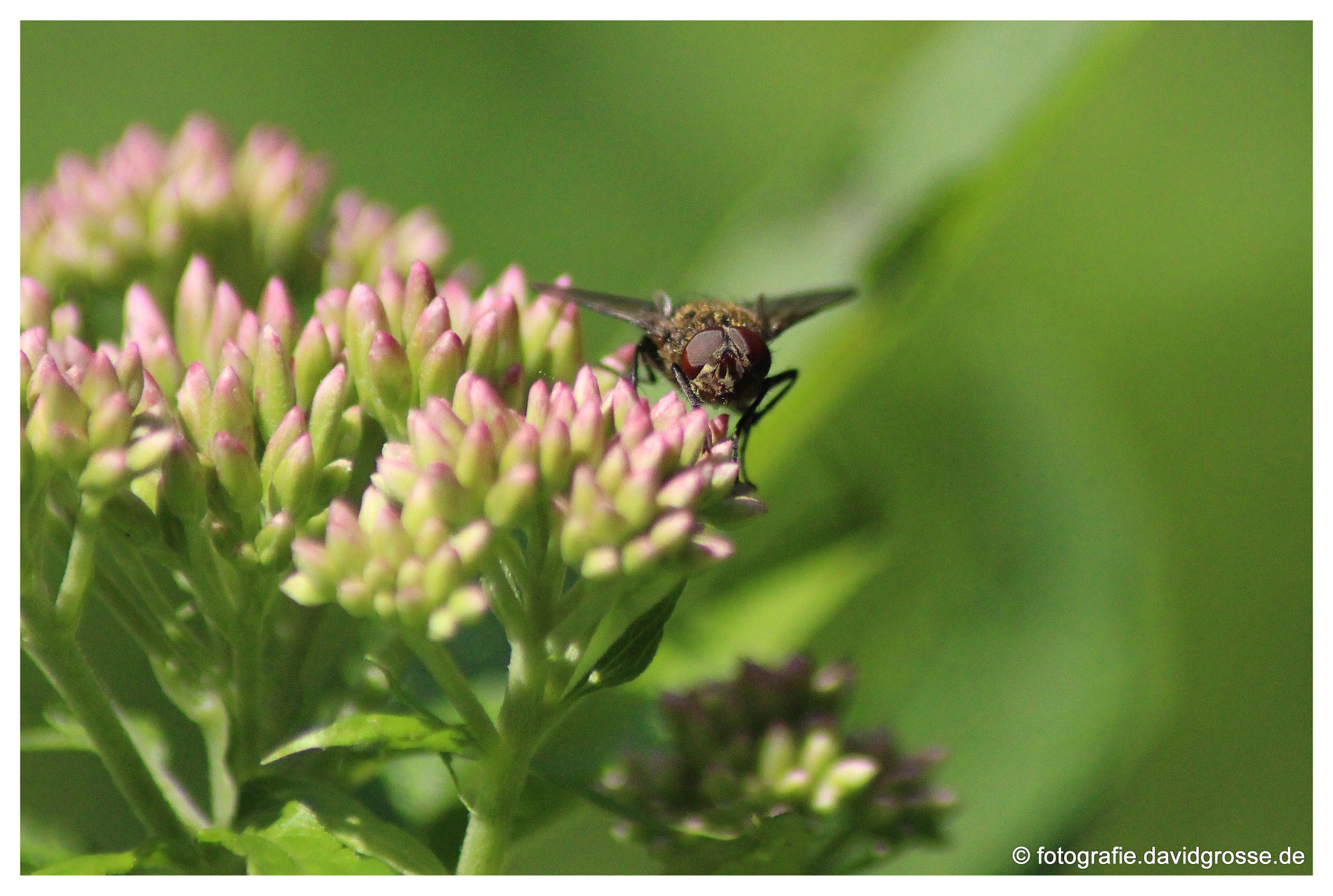 Canon EOS 700D (EOS Rebel T5i / EOS Kiss X7i) + Canon 70-300mm sample photo. Fly on flower two photography