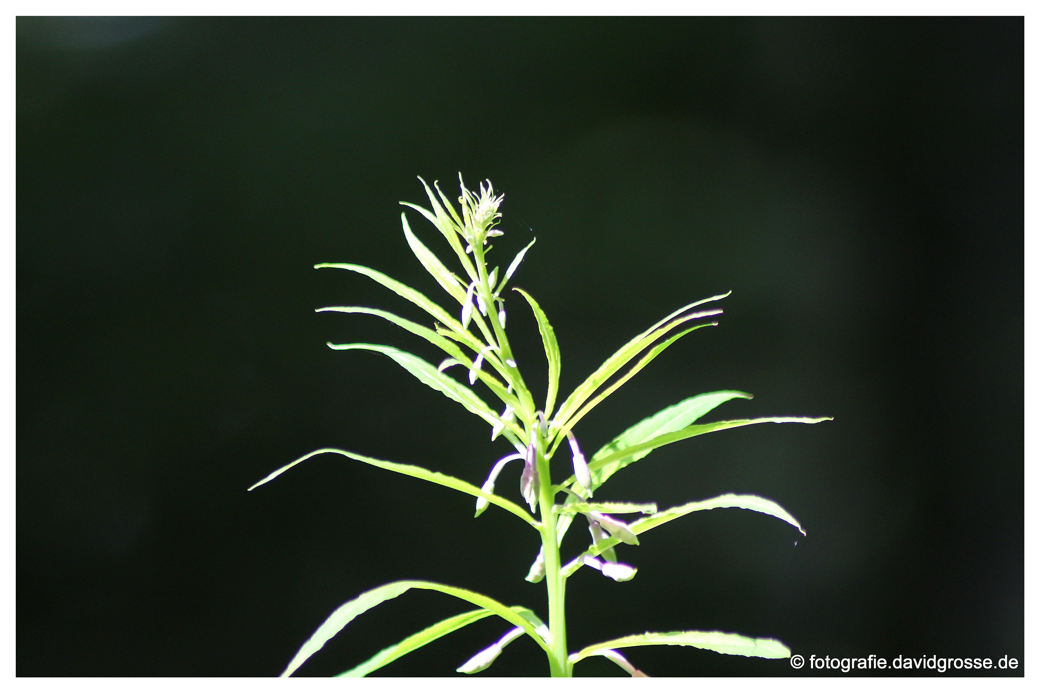 Canon EOS 700D (EOS Rebel T5i / EOS Kiss X7i) + Canon 70-300mm sample photo. Plant photography