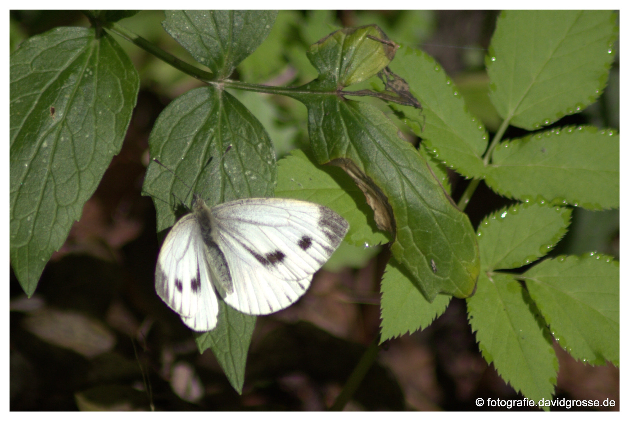 Canon EOS 700D (EOS Rebel T5i / EOS Kiss X7i) + Canon 70-300mm sample photo. White butterfly photography