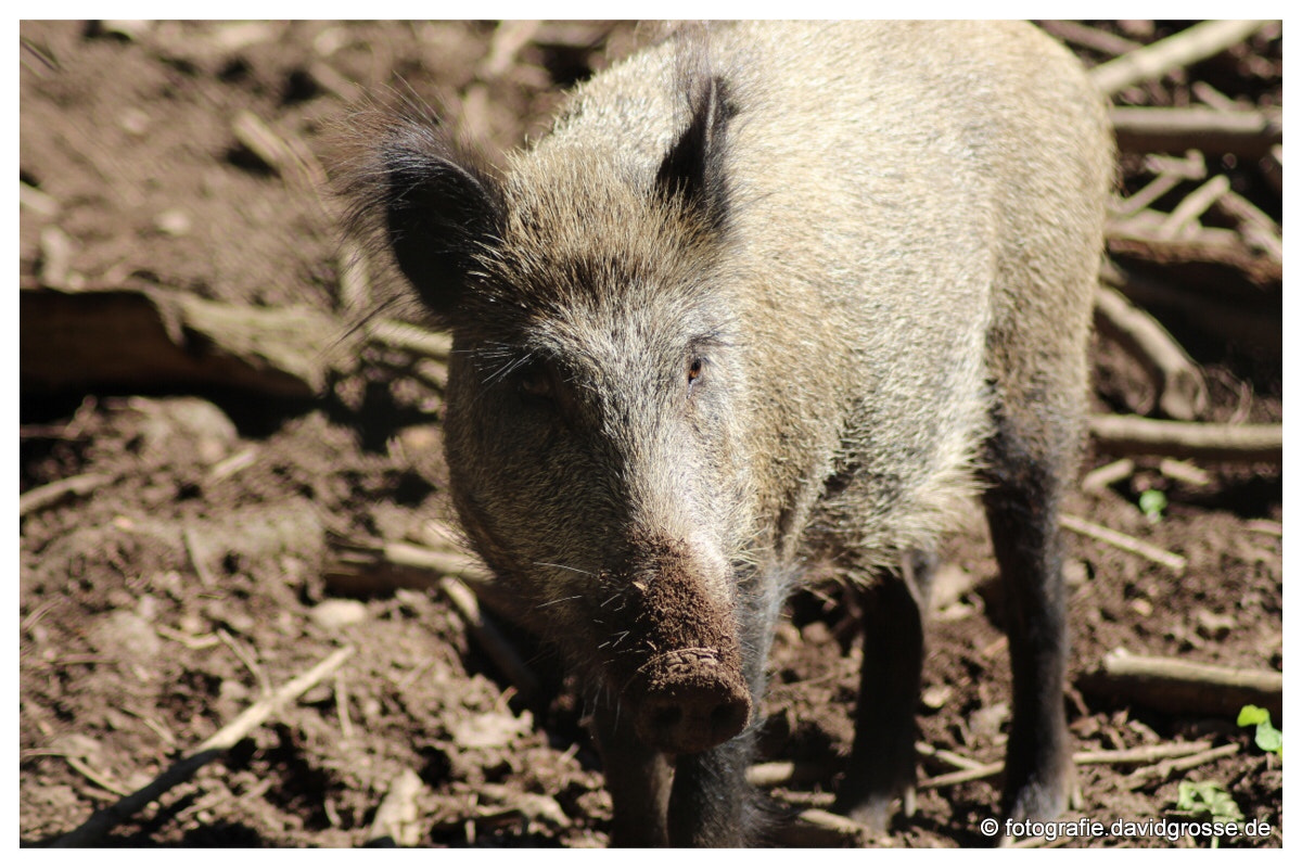 Canon EOS 700D (EOS Rebel T5i / EOS Kiss X7i) + Canon 70-300mm sample photo. Seil photography