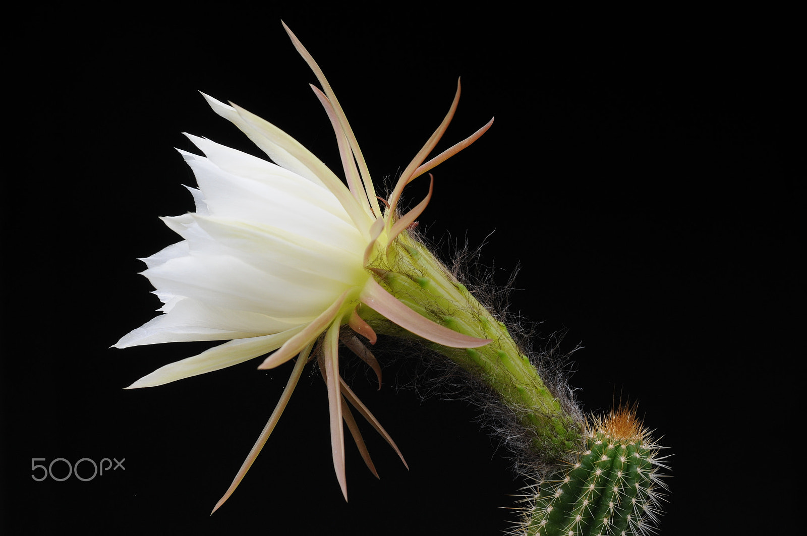 Nikon D300 + AF Micro-Nikkor 60mm f/2.8 sample photo. A cactus in the greenhouse photography