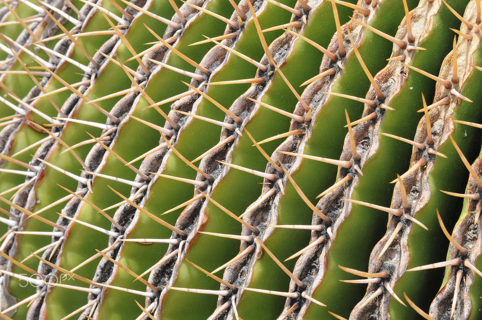 AF Zoom-Nikkor 28-105mm f/3.5-4.5D IF sample photo. Echinocactus platyacanthus in mexico photography