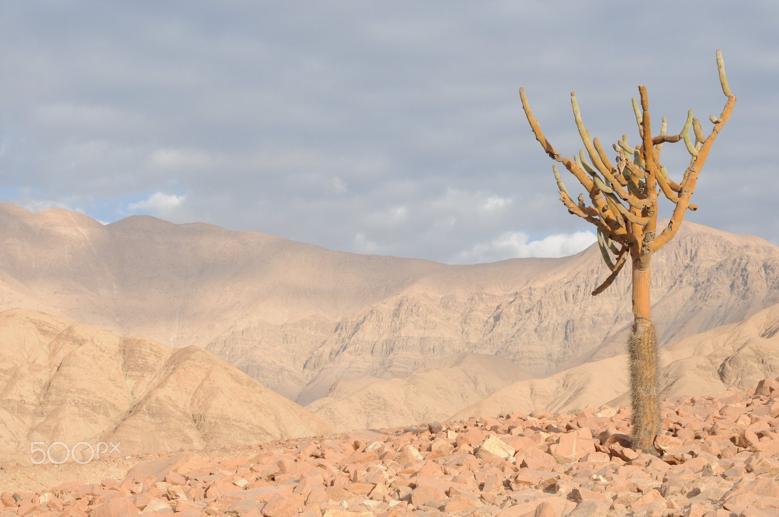 AF Zoom-Nikkor 28-105mm f/3.5-4.5D IF sample photo. Browningia candelaris in peru photography