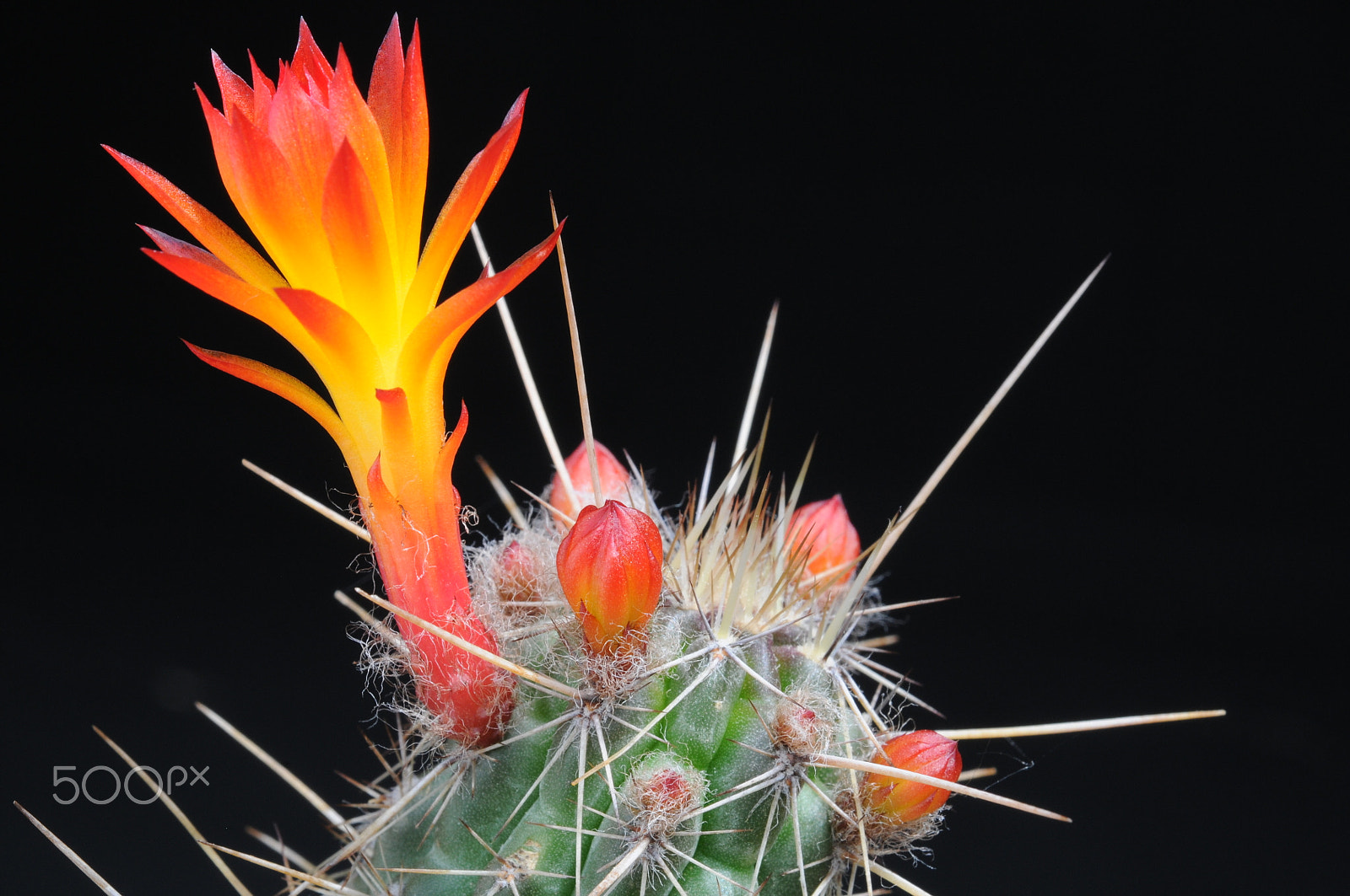 Nikon D300 + AF Micro-Nikkor 60mm f/2.8 sample photo. A cactus in the greenhouse photography