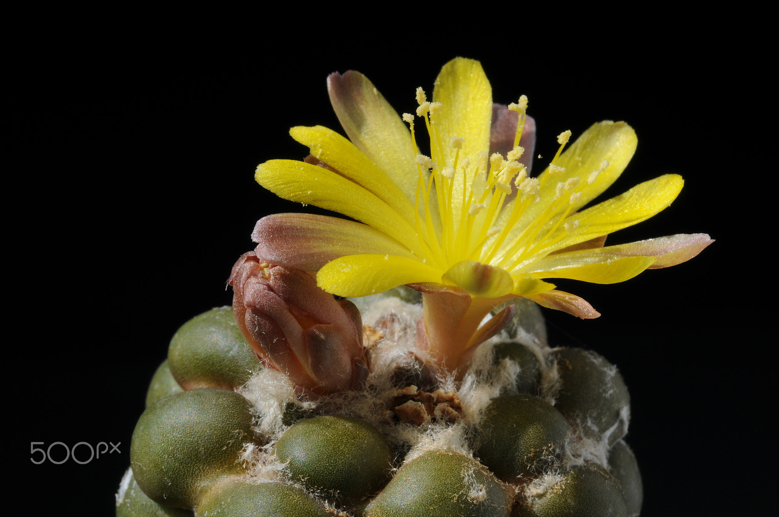Nikon D300 + AF Micro-Nikkor 60mm f/2.8 sample photo. A cactus in the greenhouse photography