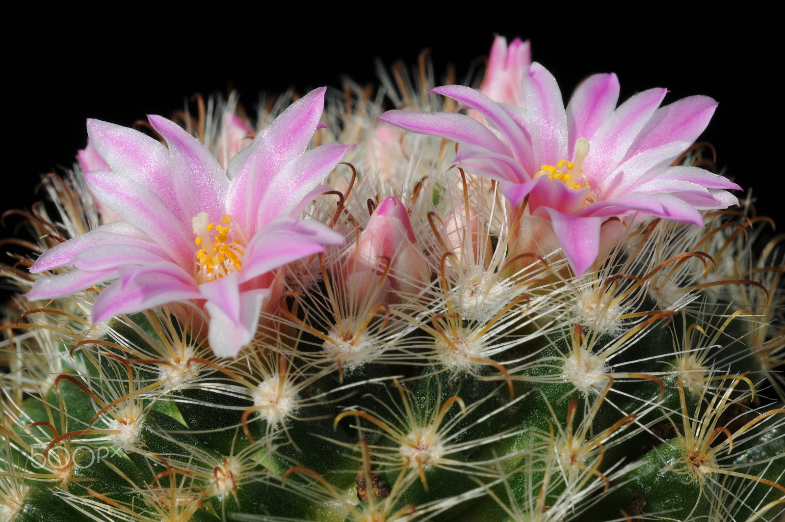 Nikon D300 + AF Micro-Nikkor 60mm f/2.8 sample photo. A cactus in the greenhouse photography