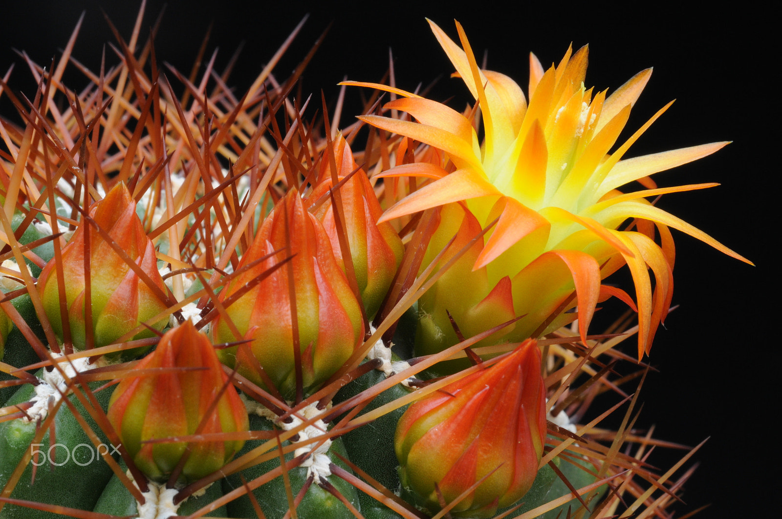 Nikon D300 + AF Micro-Nikkor 60mm f/2.8 sample photo. A cactus in the greenhouse photography