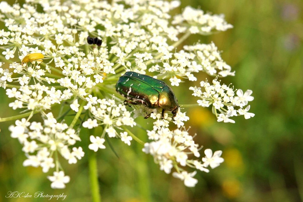 Nikon D3000 sample photo. Insect and flower photography
