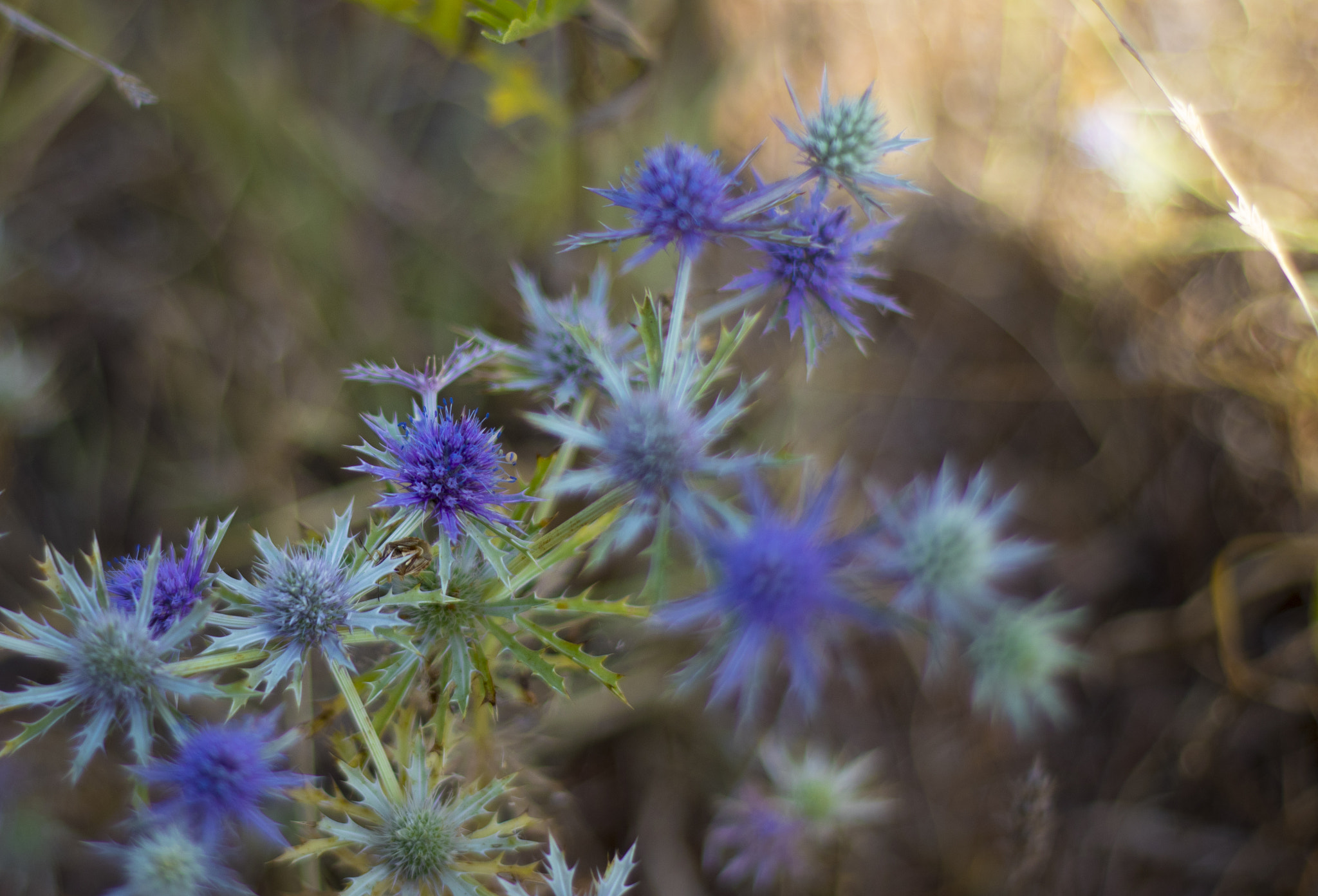 Canon EOS 80D + Canon EF 50mm F1.8 II sample photo. Weed photography