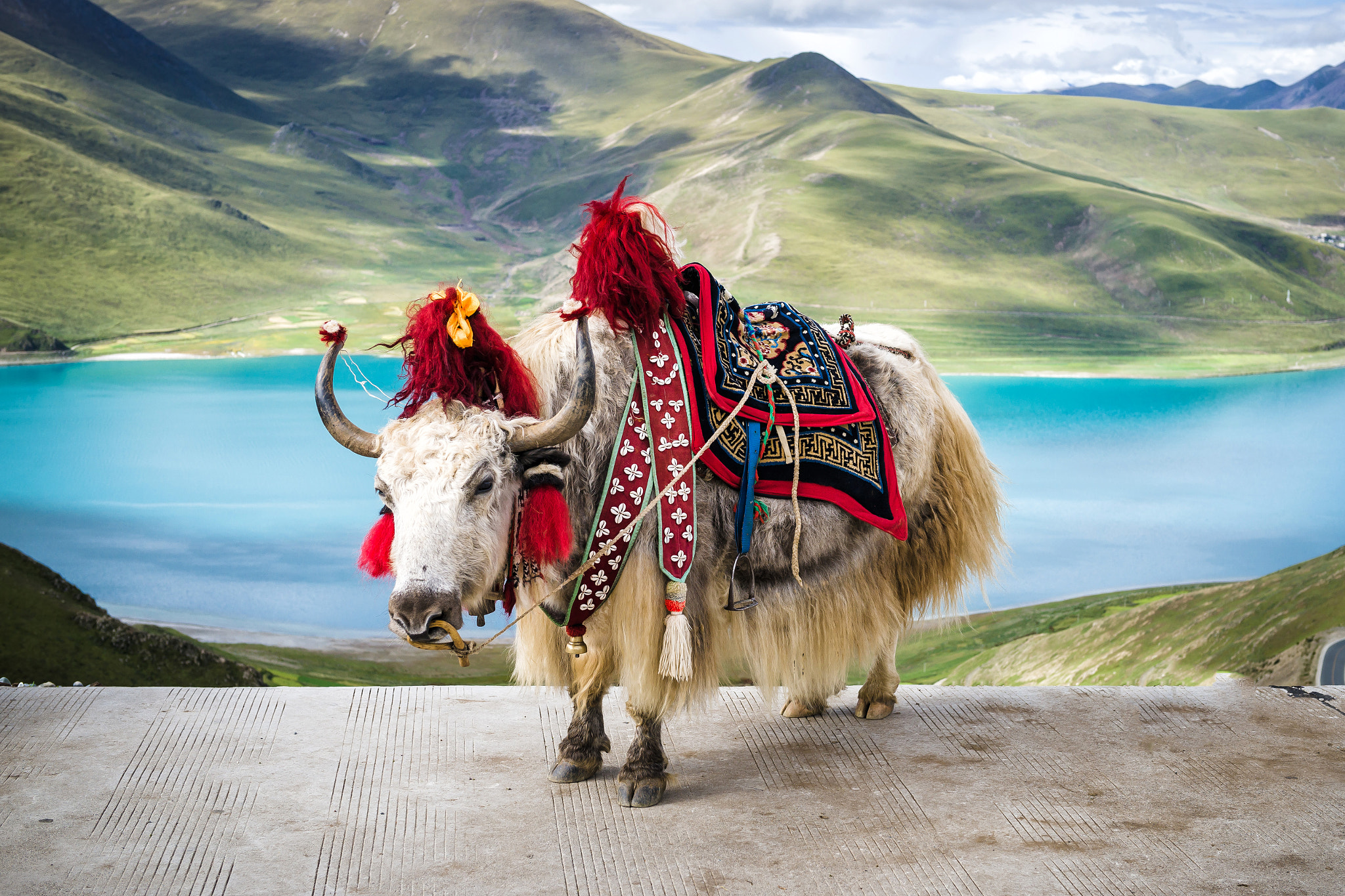 Sony a99 II + Sony Planar T* 50mm F1.4 ZA SSM sample photo. Tibetan colored yak photography