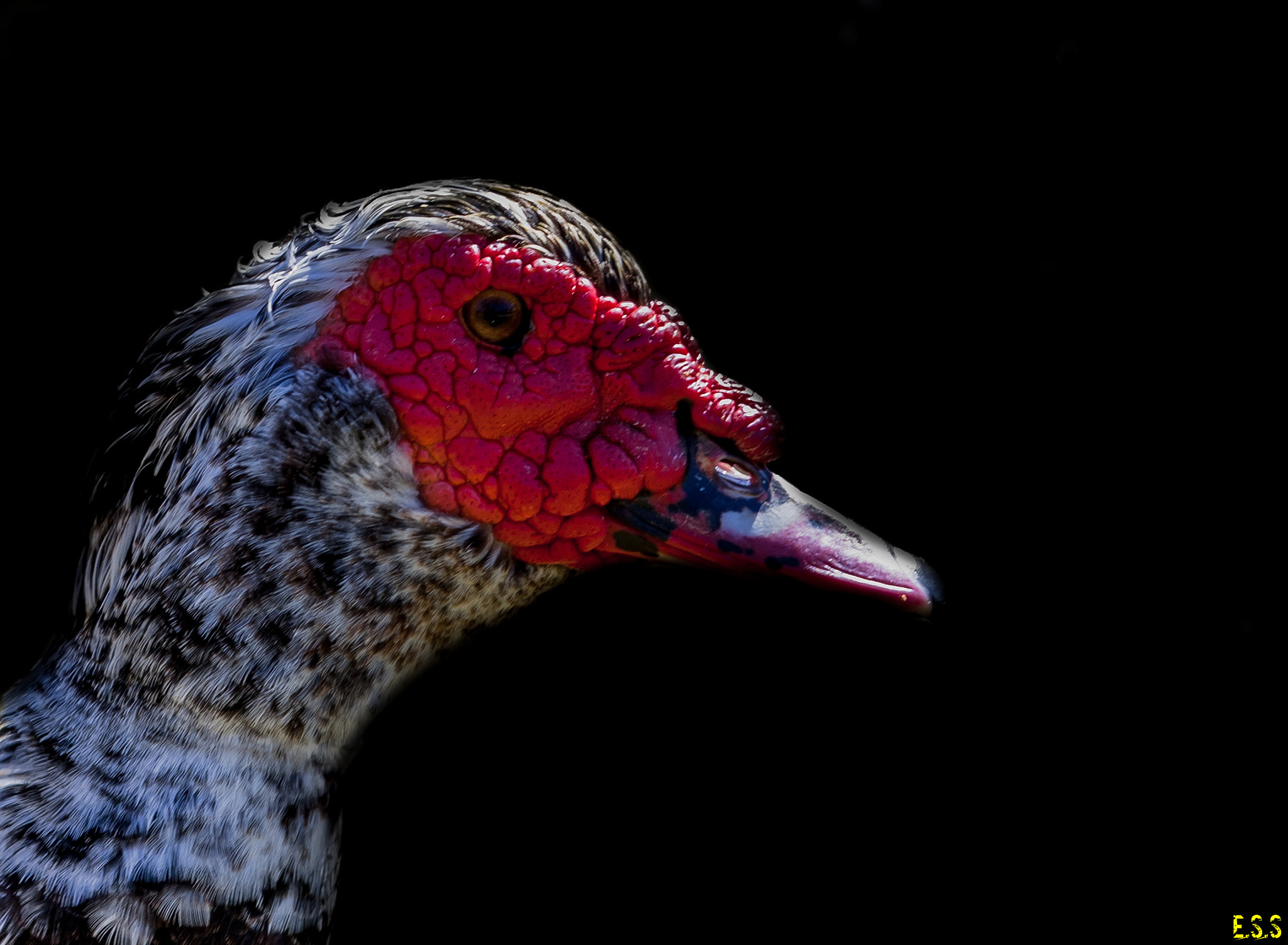 Pentax K110D sample photo. Duck/pato © photography