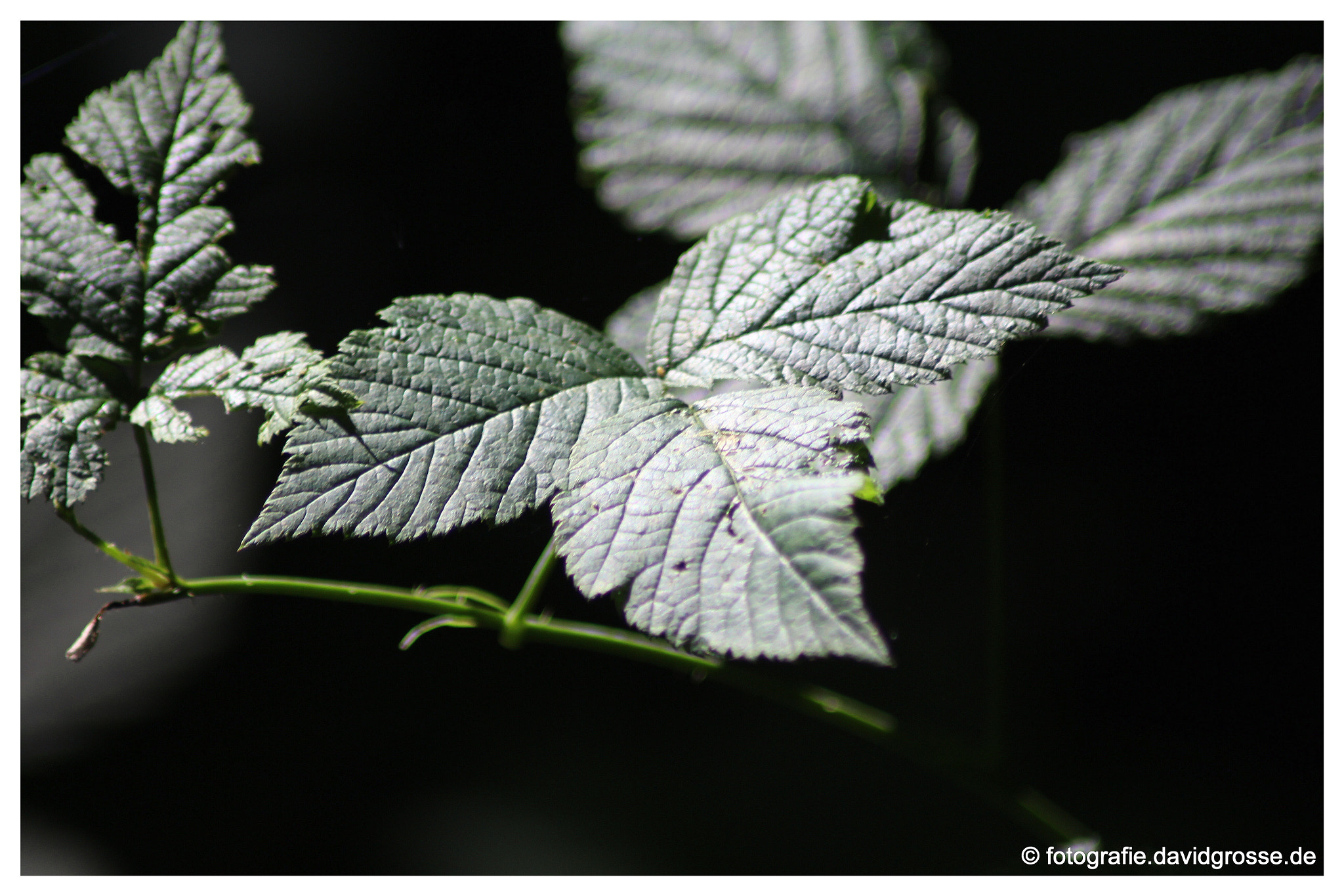 Canon EOS 700D (EOS Rebel T5i / EOS Kiss X7i) + Canon 70-300mm sample photo. Leafs photography