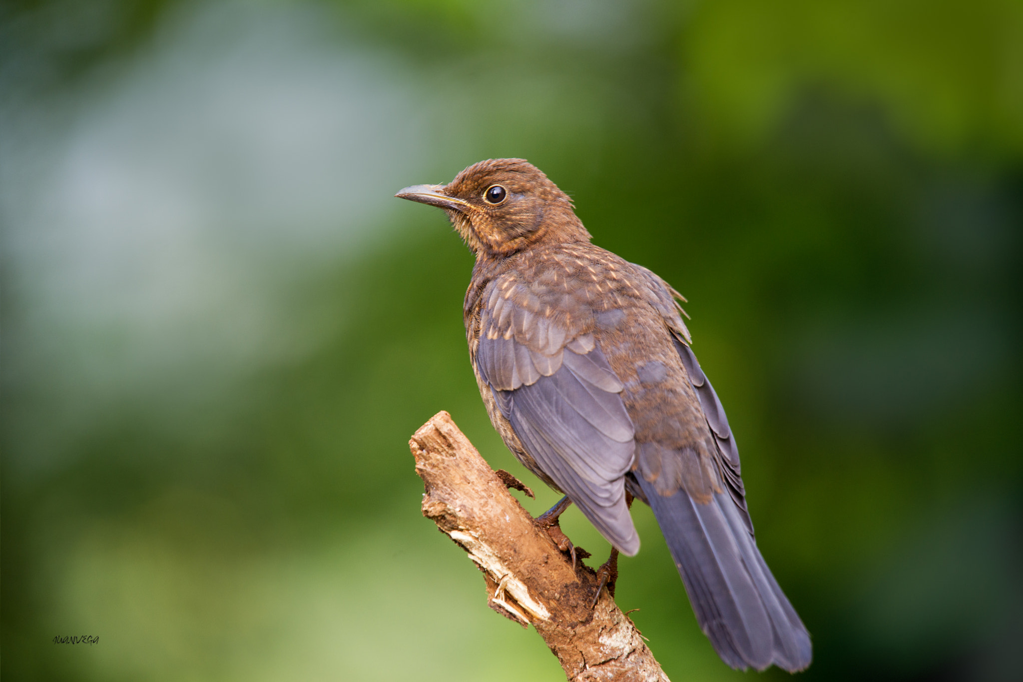 Sony Alpha DSLR-A850 + Minolta AF 300mm F2.8 HS-APO G sample photo. Mirlo juvenil photography