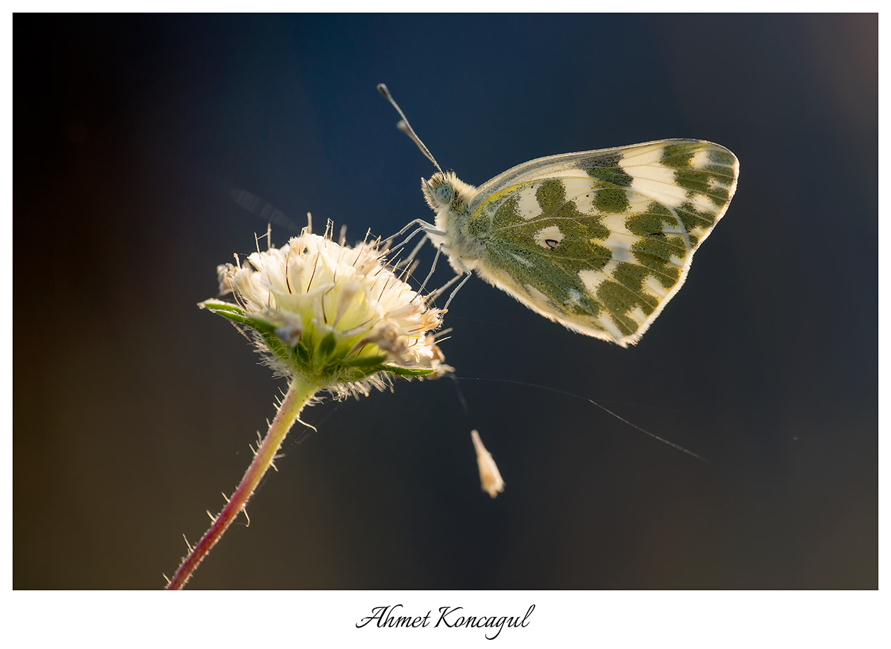 70-200mm F2.8 sample photo. Butterfly photography