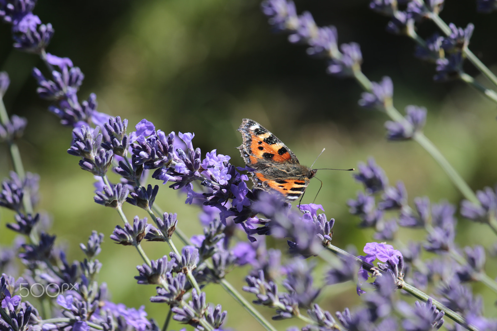 Canon EF-S 55-250mm F4-5.6 IS sample photo. Butterfly in the lavender fields photography