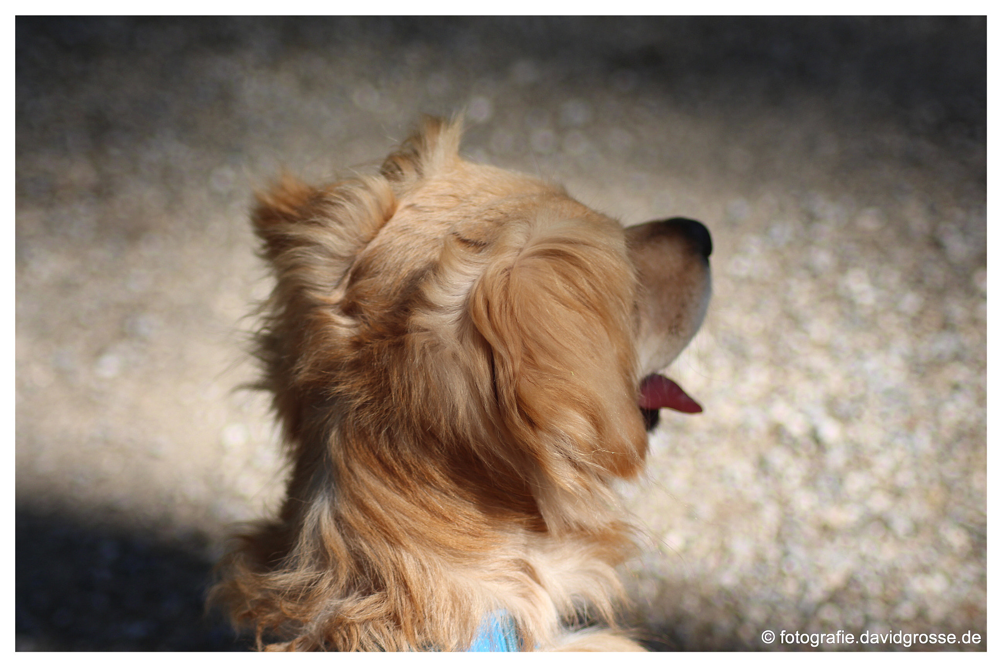 Canon EOS 700D (EOS Rebel T5i / EOS Kiss X7i) + Canon 70-300mm sample photo. Dog jacky photography