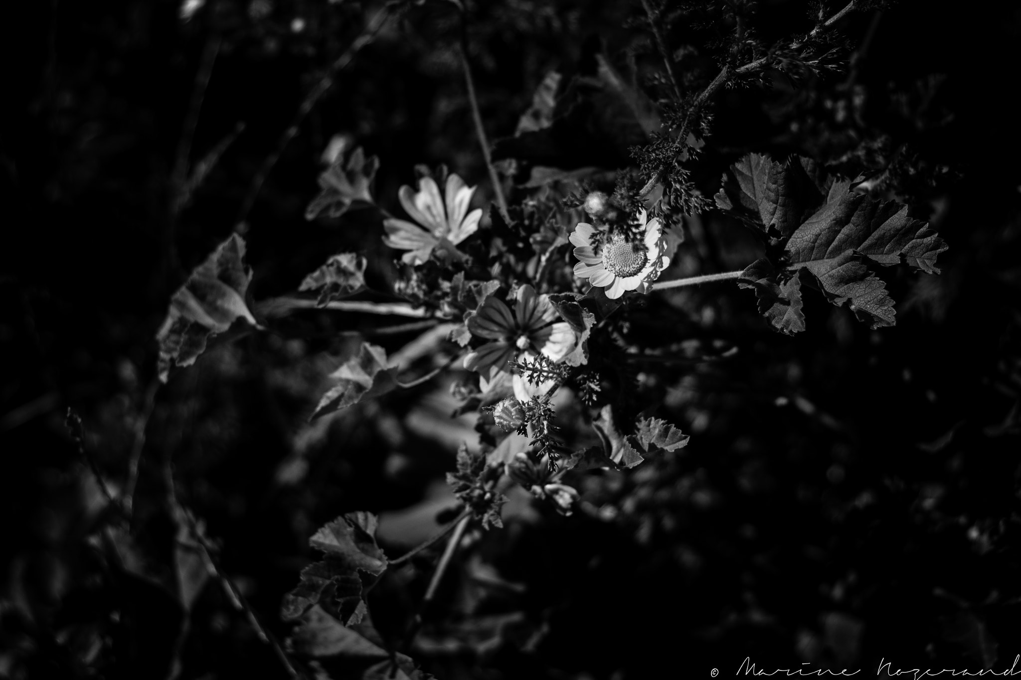 Canon EOS 1200D (EOS Rebel T5 / EOS Kiss X70 / EOS Hi) + Canon EF 50mm F1.8 II sample photo. Lost flowers photography