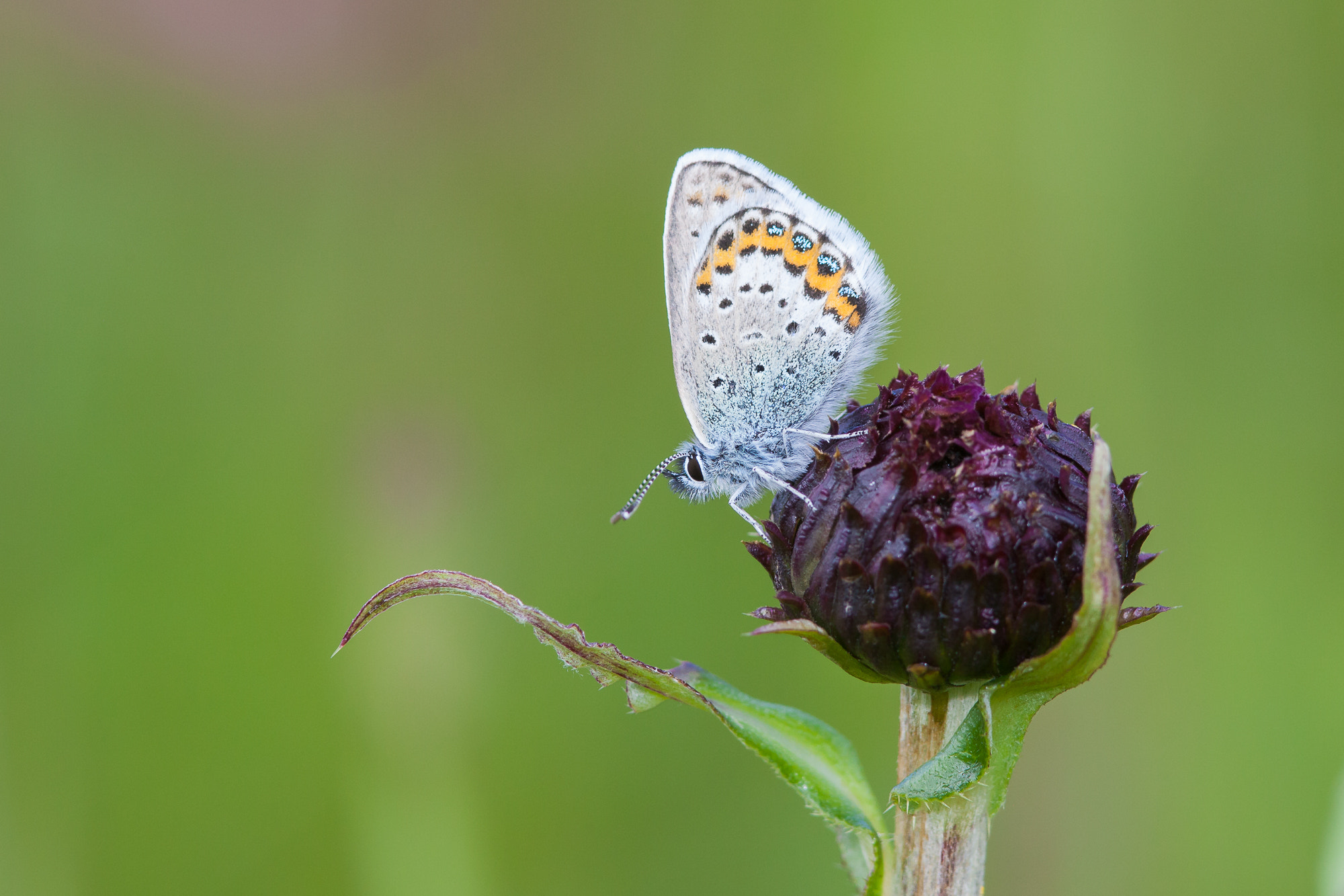 Canon EF 300mm F4L IS USM sample photo. Silver-studded blue, plebejus argus photography