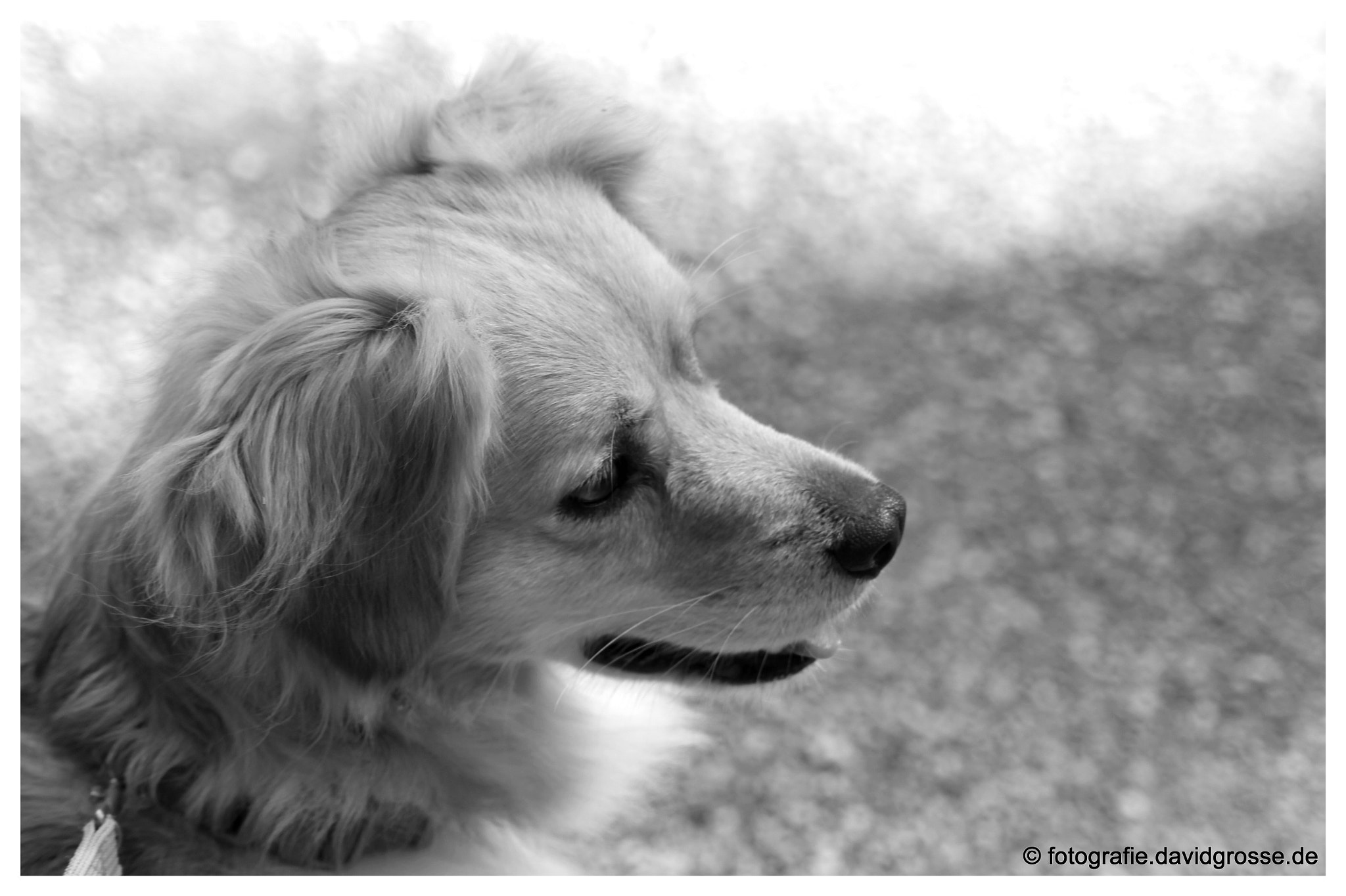 Canon EOS 700D (EOS Rebel T5i / EOS Kiss X7i) + Canon 70-300mm sample photo. Dog jacky one photography