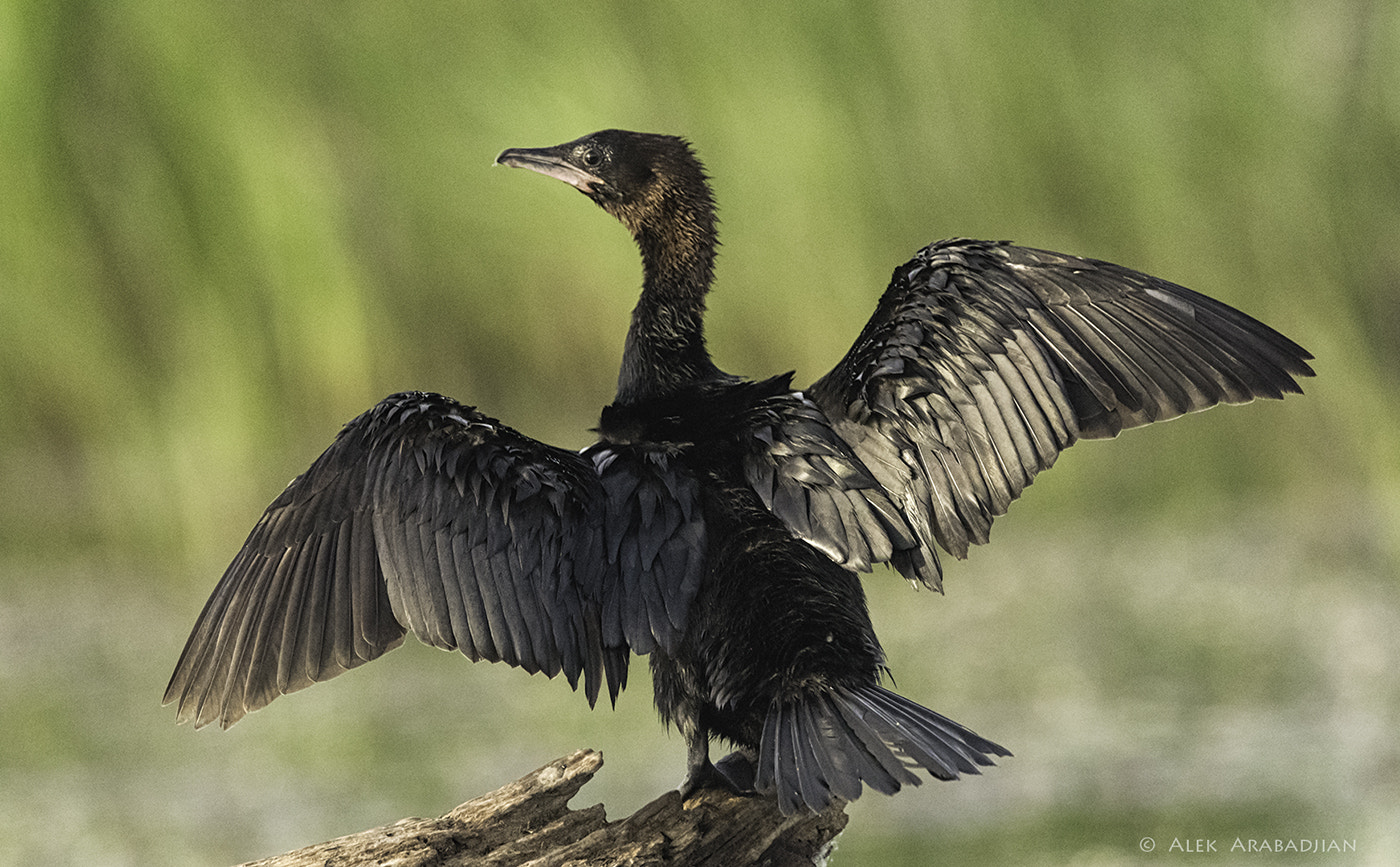 Nikon AF-S Nikkor 400mm F2.8E FL ED VR sample photo. The little big black fisherman photography