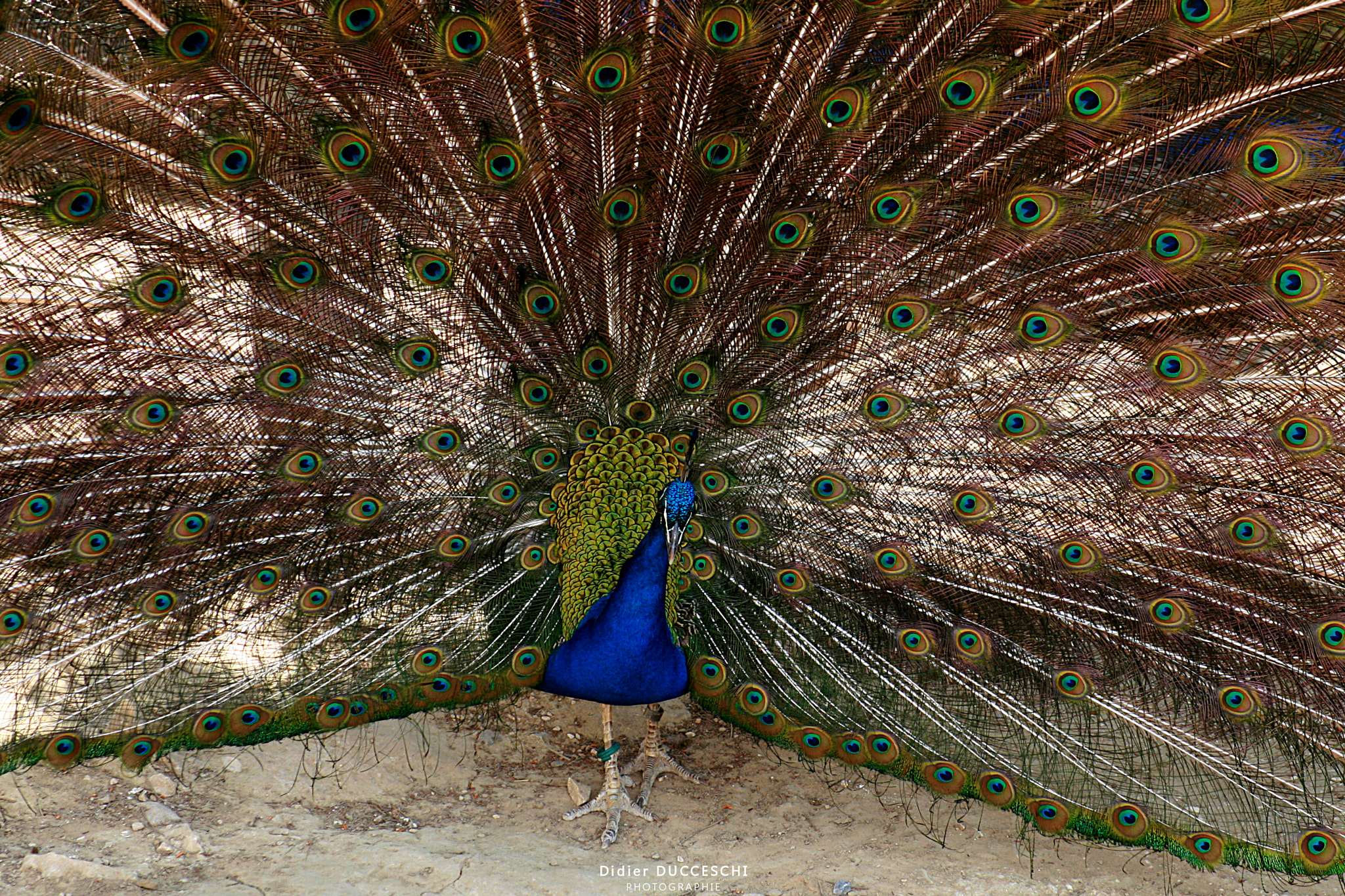 Sigma 55-200mm f/4-5.6 DC sample photo. Blue peacock photography