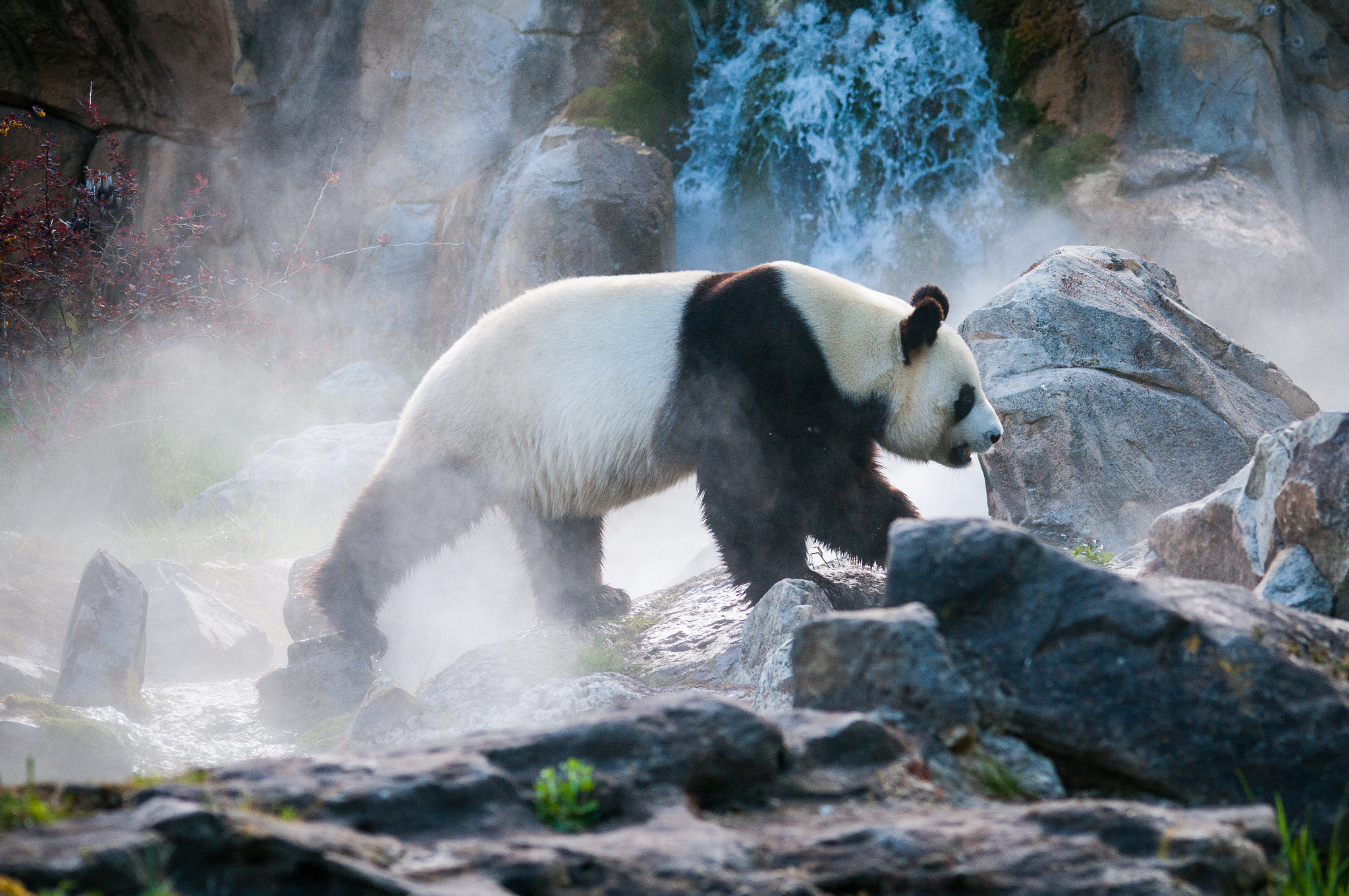 Sigma 150-500mm F5-6.3 DG OS HSM sample photo. Panda photography