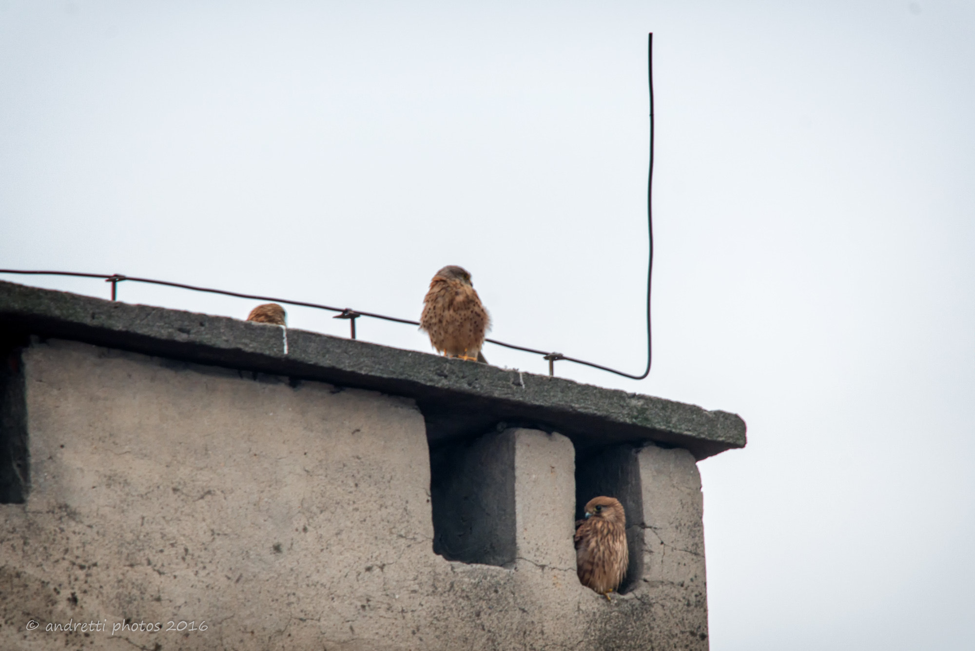 Sigma 150-500mm F5-6.3 DG OS HSM sample photo. New neighbors photography