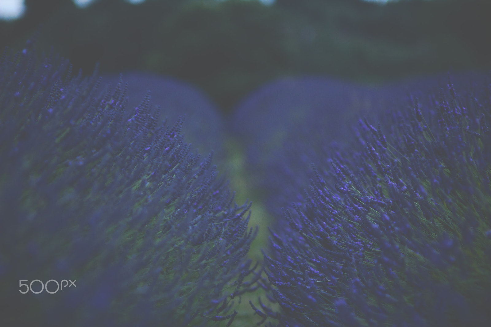 Canon EF 35-80mm f/4-5.6 sample photo. Matte lavender photography