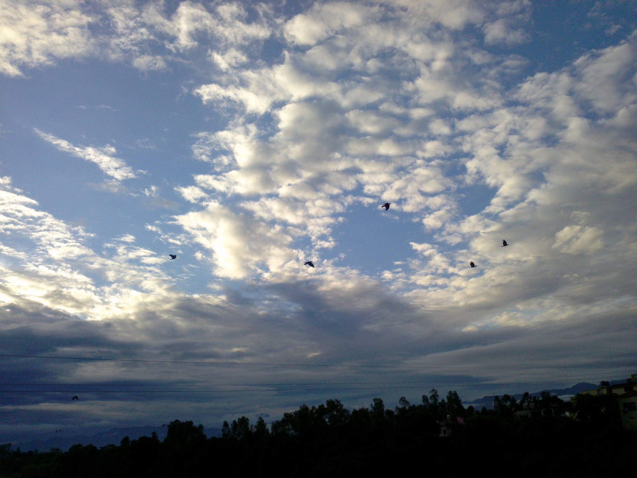 LG Optimus 2X sample photo. Birds flying away photography