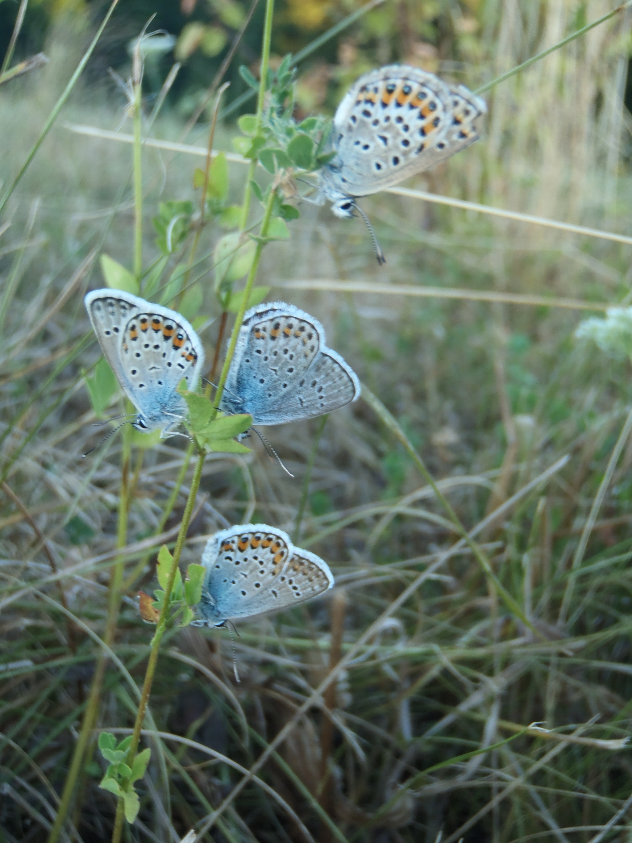 Olympus TG-320 sample photo. Papillons photography