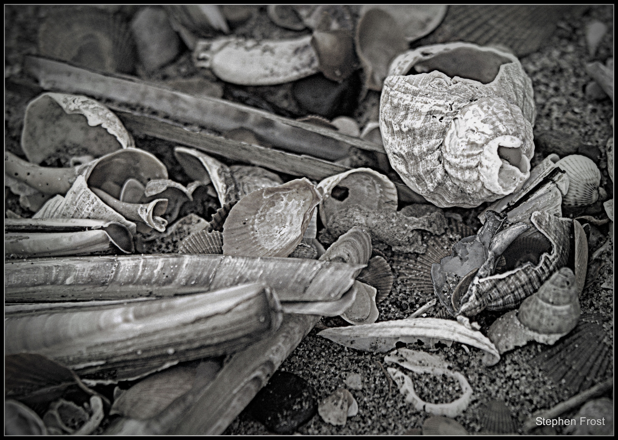 Sigma 70-200mm F2.8 EX DG OS HSM sample photo. Broken shells washed up on the shore line photography