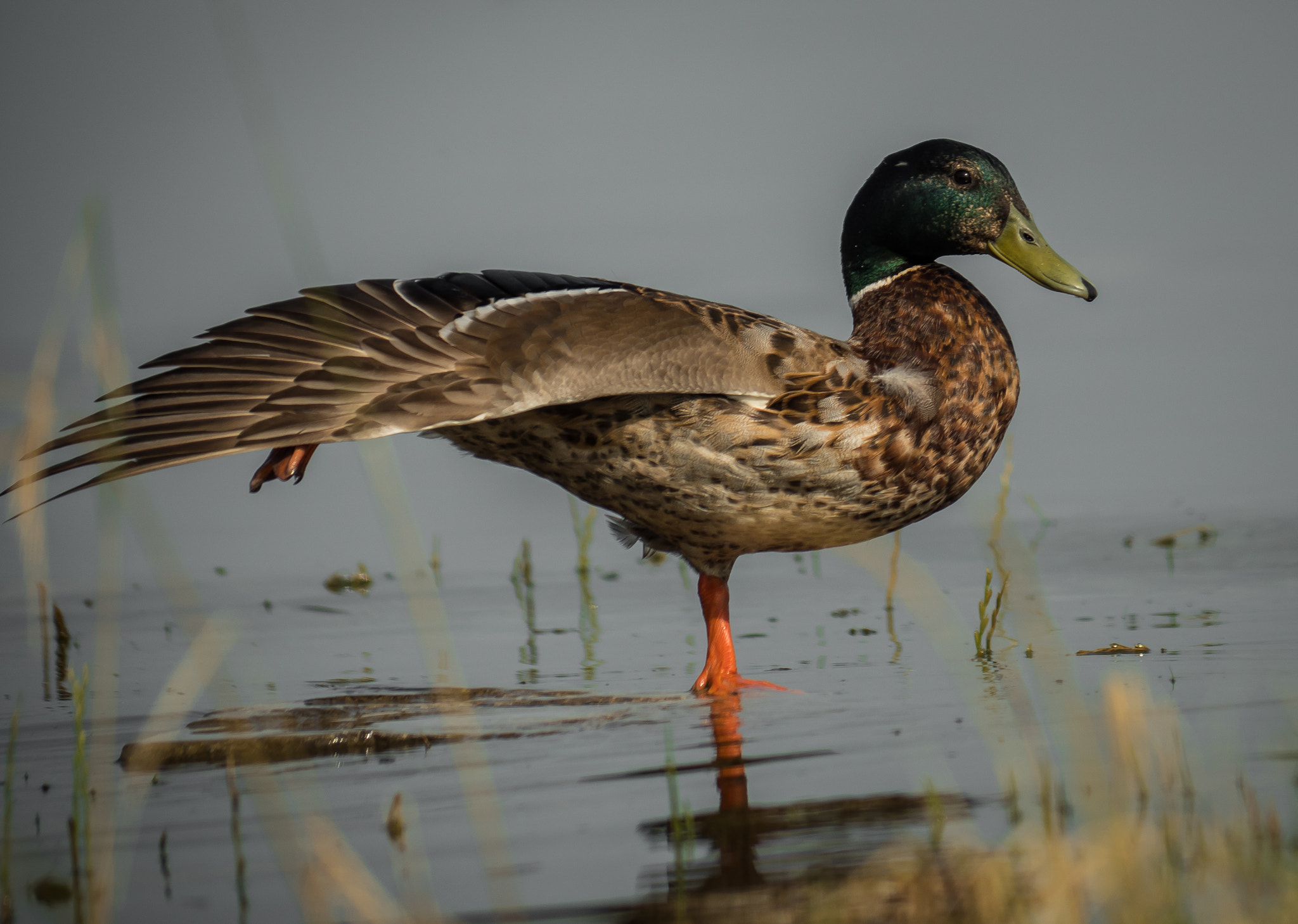 Panasonic Lumix G Vario 45-200mm F4-5.6 OIS sample photo. Dancing duck photography