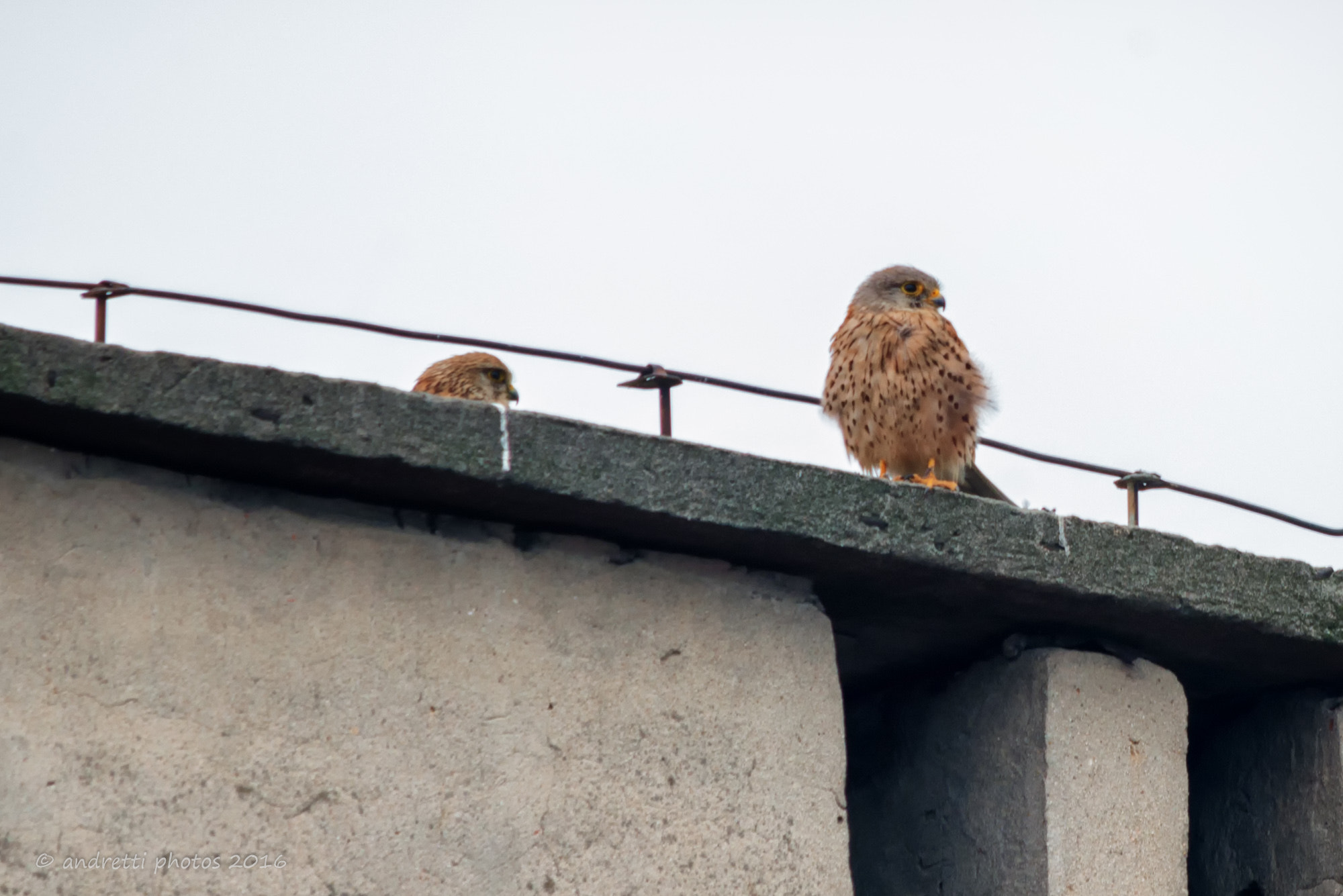 Sigma 150-500mm F5-6.3 DG OS HSM sample photo. New neighbors part.2 photography