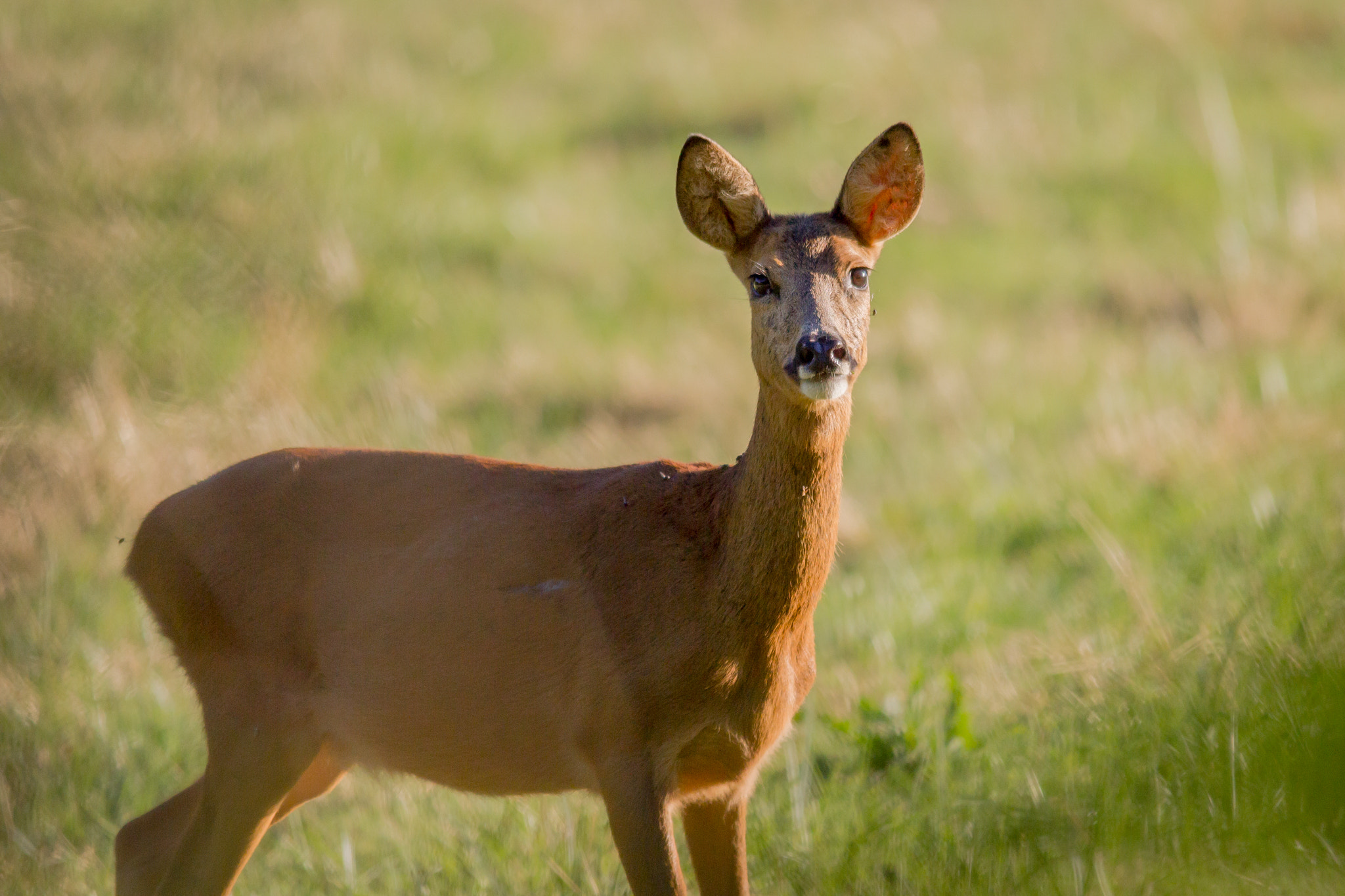 Sigma 150-500mm F5-6.3 DG OS HSM sample photo. Lièvre photography