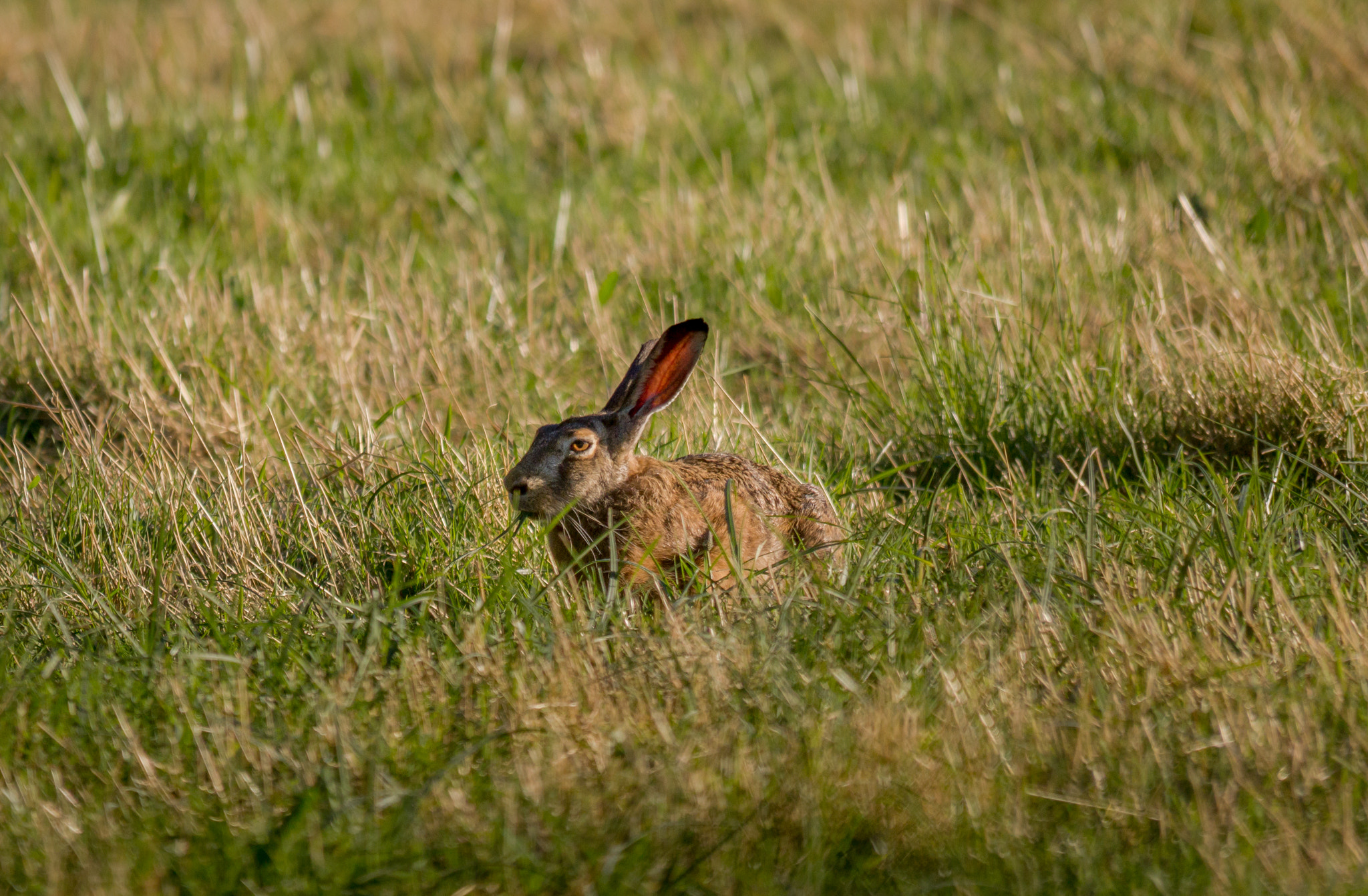 Sigma 150-500mm F5-6.3 DG OS HSM sample photo. Lièvre photography