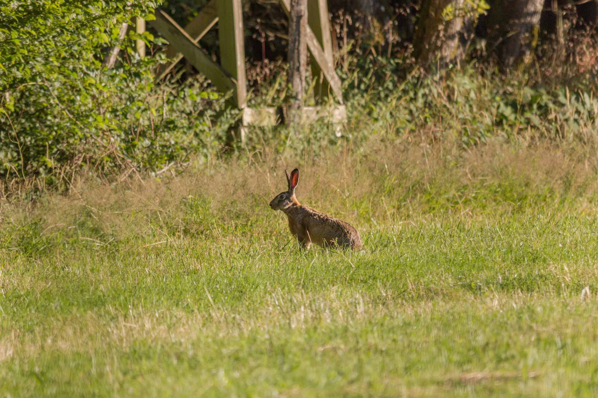 Sigma 150-500mm F5-6.3 DG OS HSM sample photo. Lièvre photography