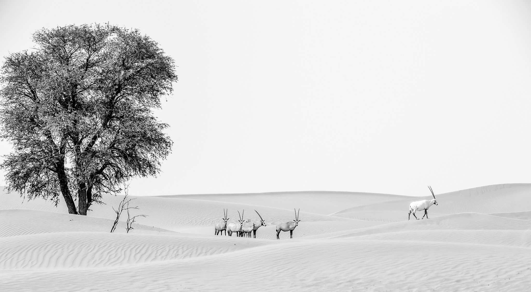 Sigma 150-600mm F5-6.3 DG OS HSM | S sample photo. Oryx photography