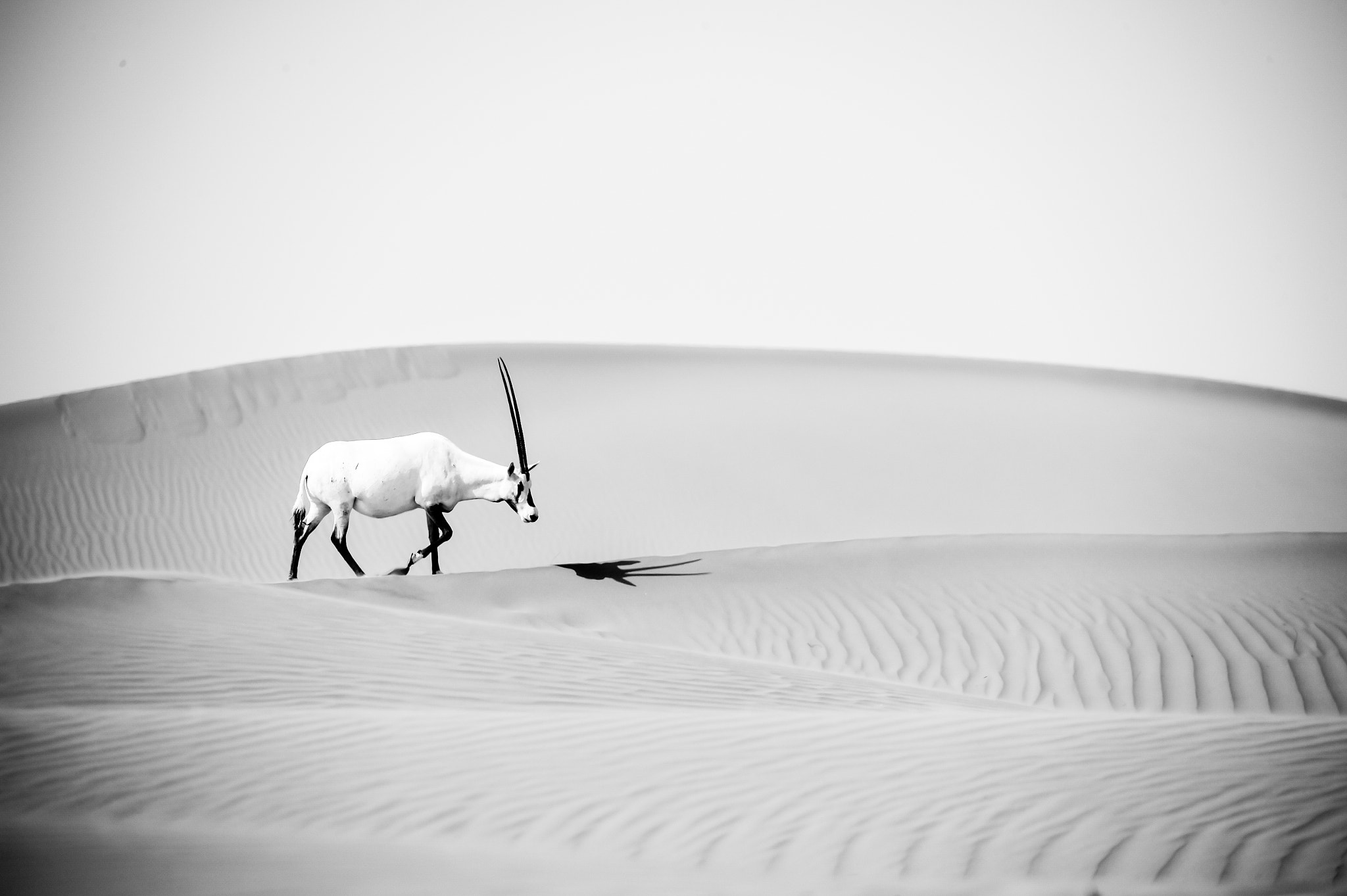 Sigma 150-600mm F5-6.3 DG OS HSM | S sample photo. Oryx photography