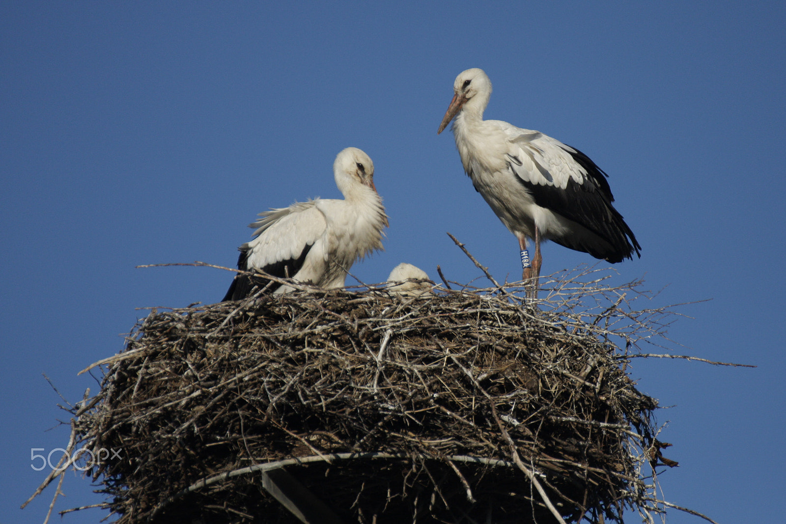 Tamron SP 35mm F1.8 Di VC USD sample photo. Stork couple photography
