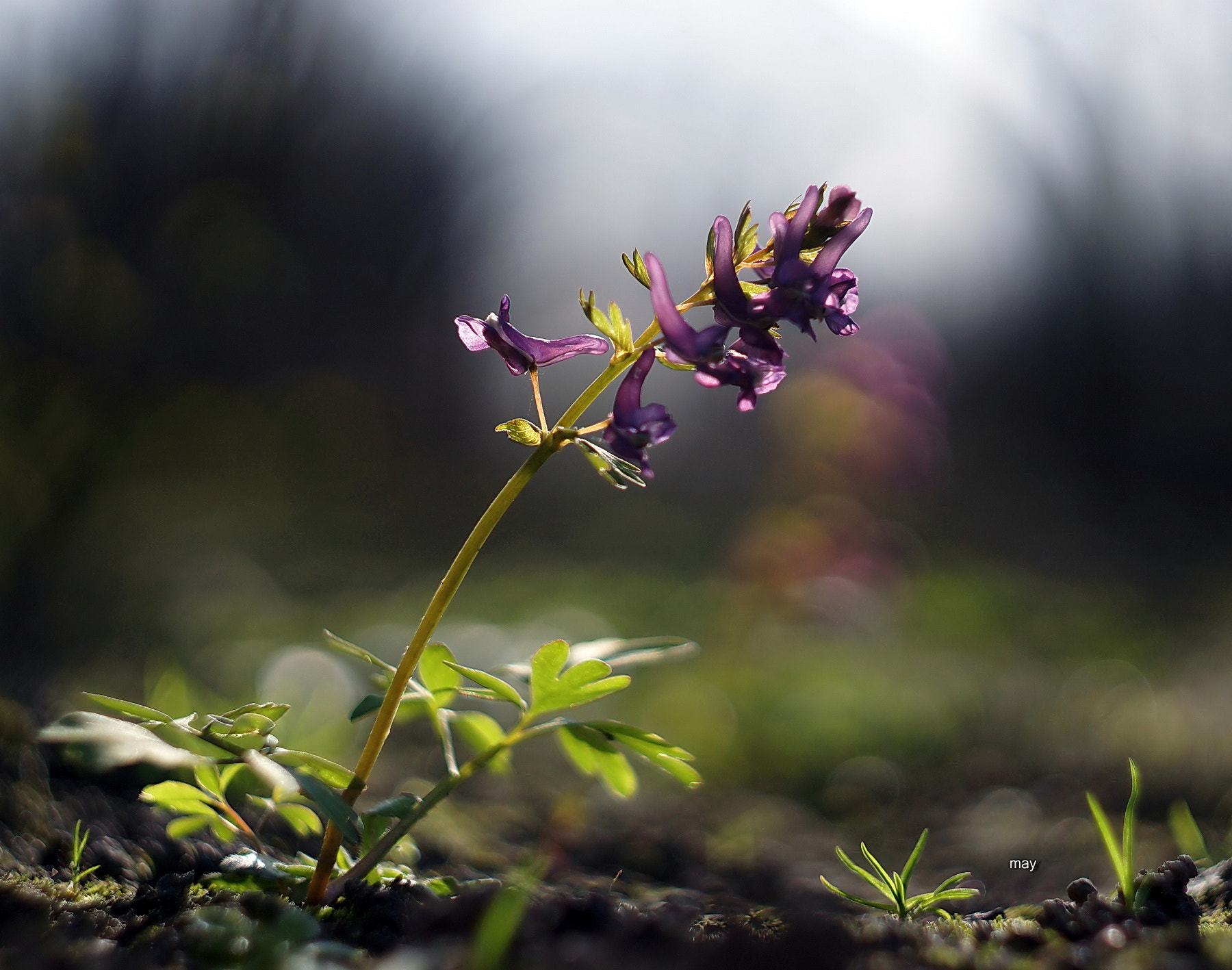 Sony SLT-A65 (SLT-A65V) + Minolta AF 50mm F1.7 sample photo. Corýdalis.. photography