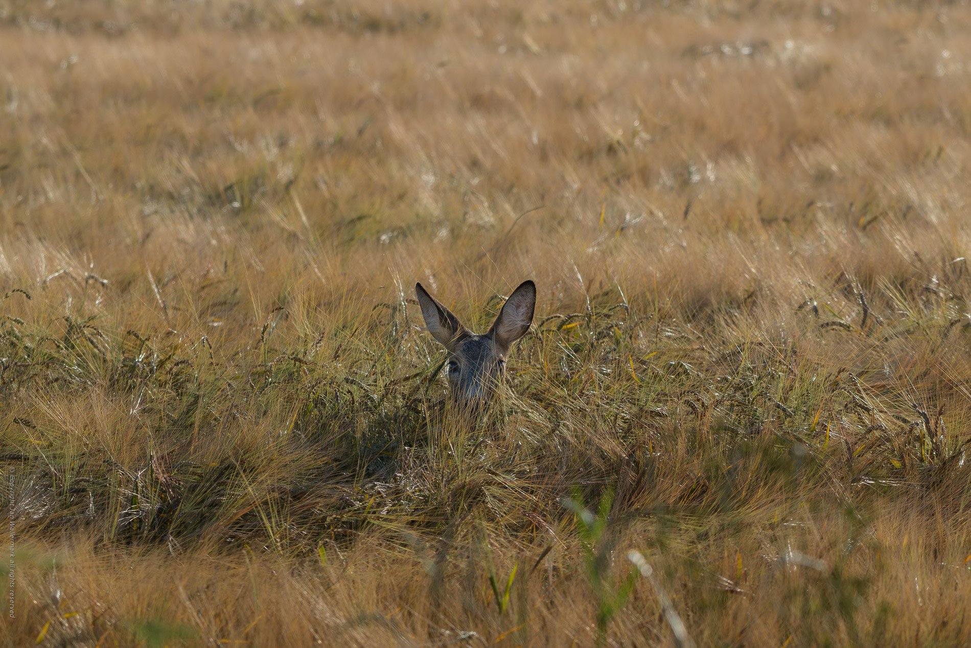 Nikon AF-S Nikkor 200-500mm F5.6E ED VR sample photo. I am hiding and can see you photography