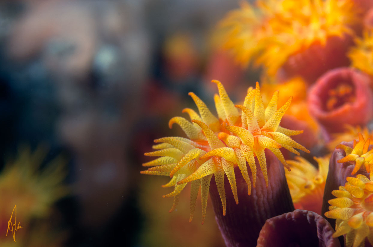 Nikon D90 + Sigma 50mm F2.8 EX DG Macro sample photo. Golden cup coral photography