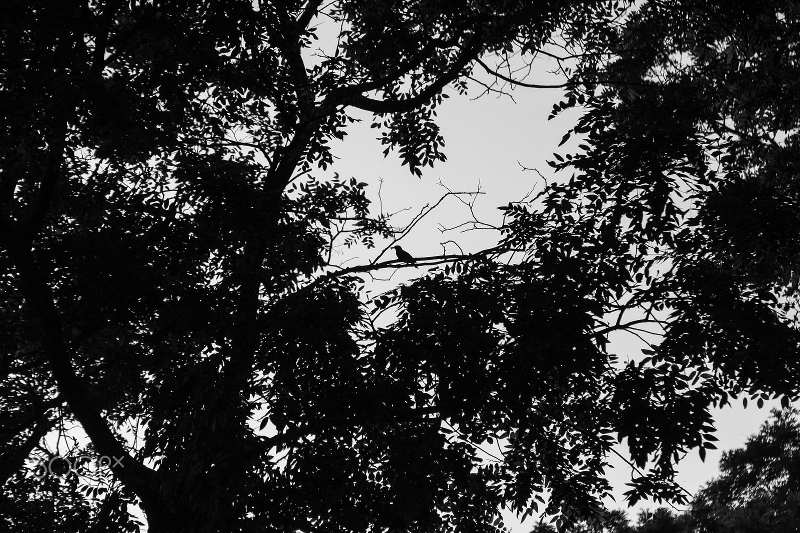 Tamron SP 35mm F1.8 Di VC USD sample photo. Silhouette photography