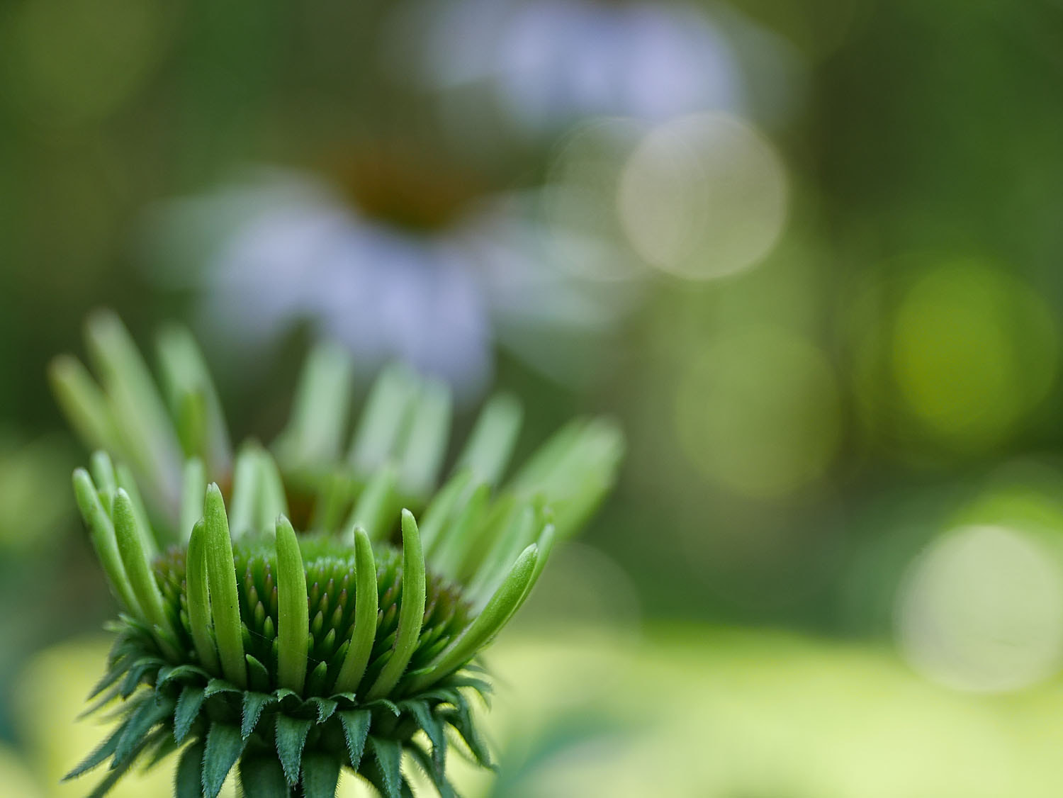 Panasonic Lumix G Vario 45-200mm F4-5.6 OIS sample photo. Before full bloom photography