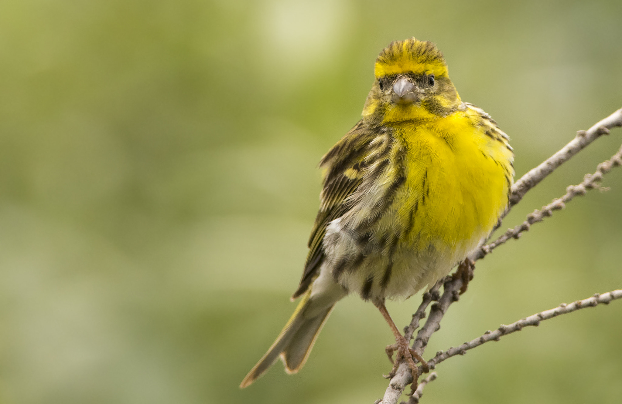 Nikon D810 + Nikon AF-S Nikkor 300mm F4D ED-IF sample photo. European serin photography