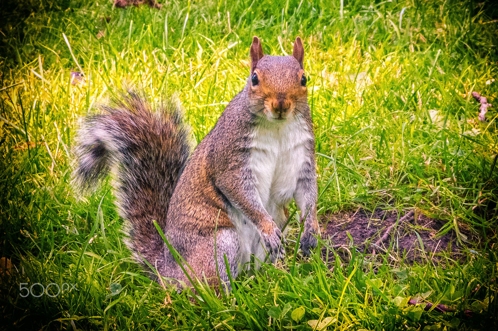 Tamron AF 28-75mm F2.8 XR Di LD Aspherical (IF) sample photo. Nutkin photography