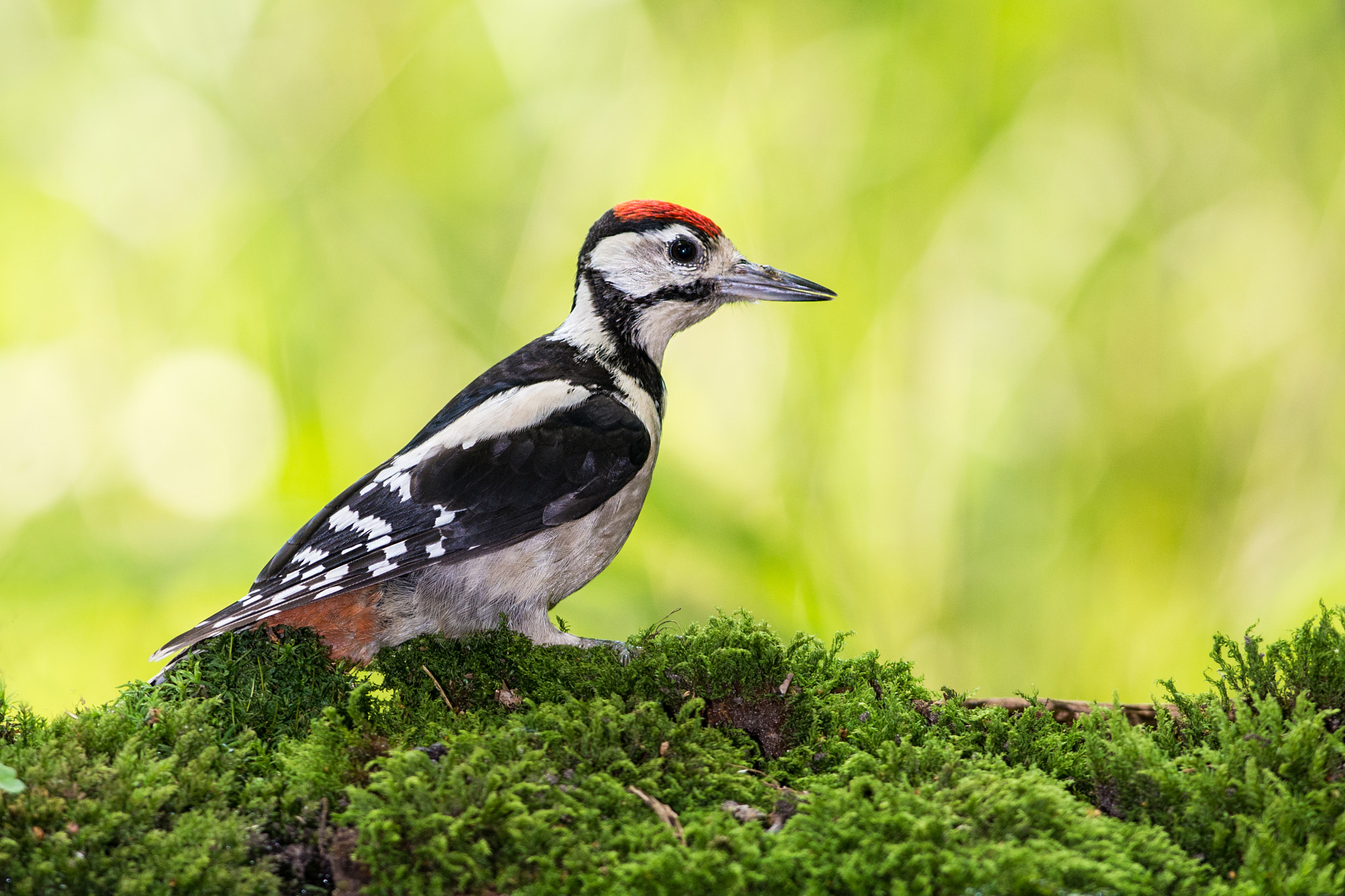 Nikon AF-S Nikkor 300mm F2.8G ED VR II sample photo. Woodpecker photography