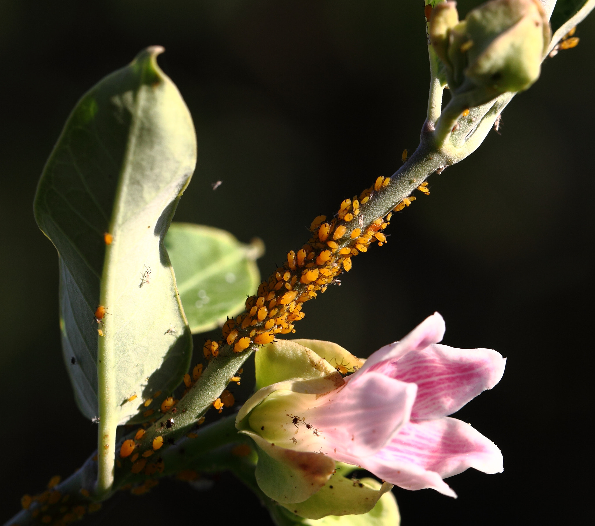 Canon EF 100mm F2.8L Macro IS USM sample photo. Jpg photography