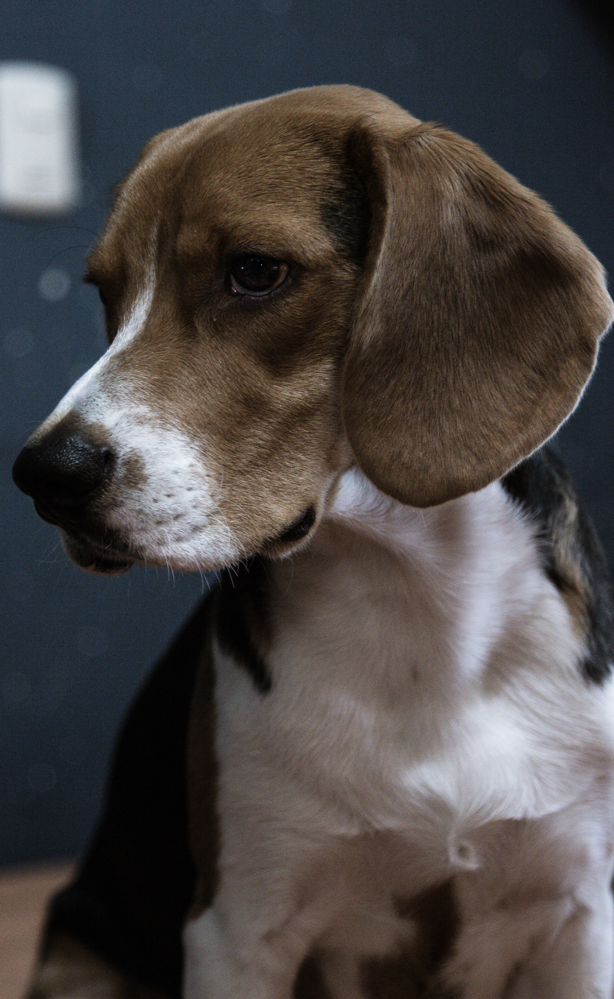 Canon EOS 750D (EOS Rebel T6i / EOS Kiss X8i) sample photo. Focus... photography